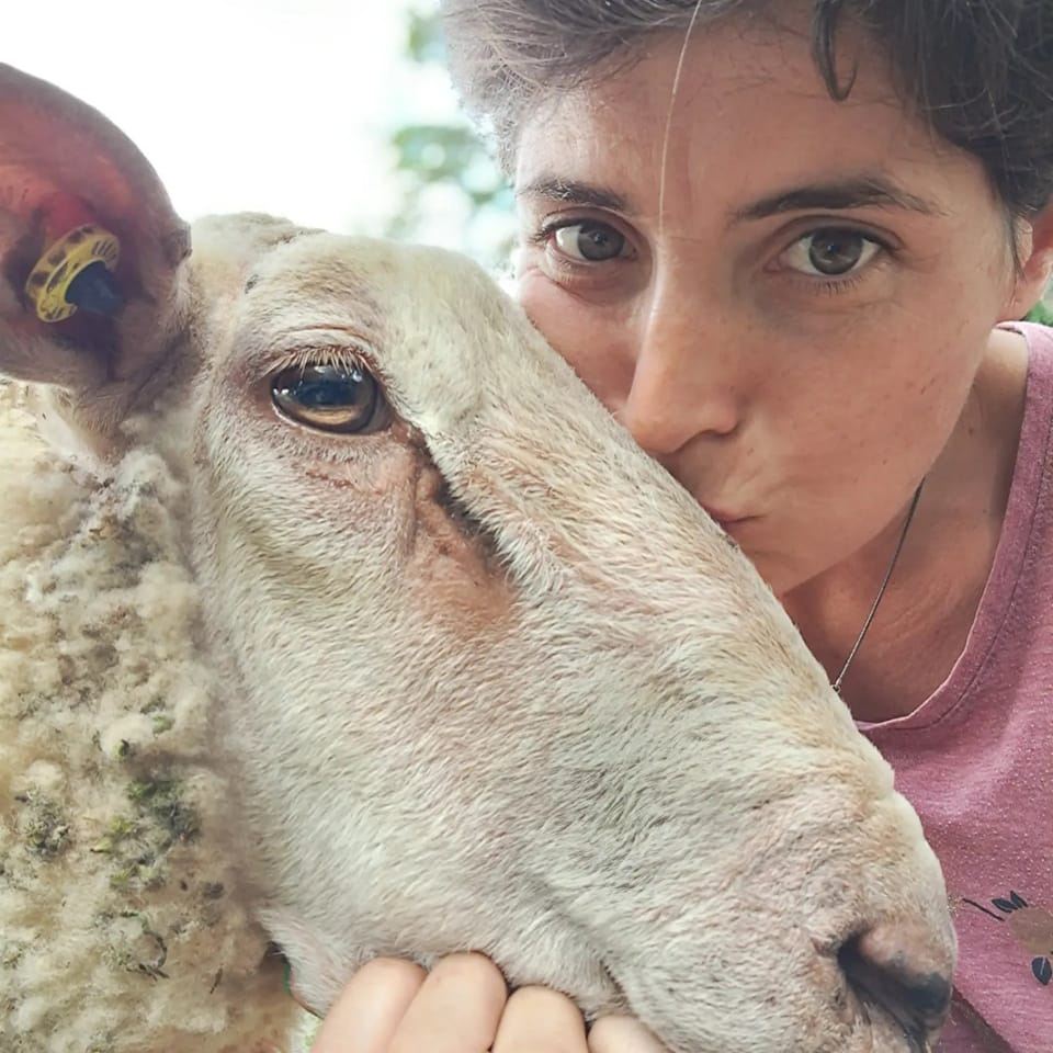 Photo de Initiation à la tonte des agnelles