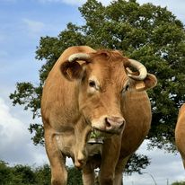 Photo de Immersion à la vallée des vaches