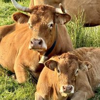 Photo de Immersion à la vallée des vaches