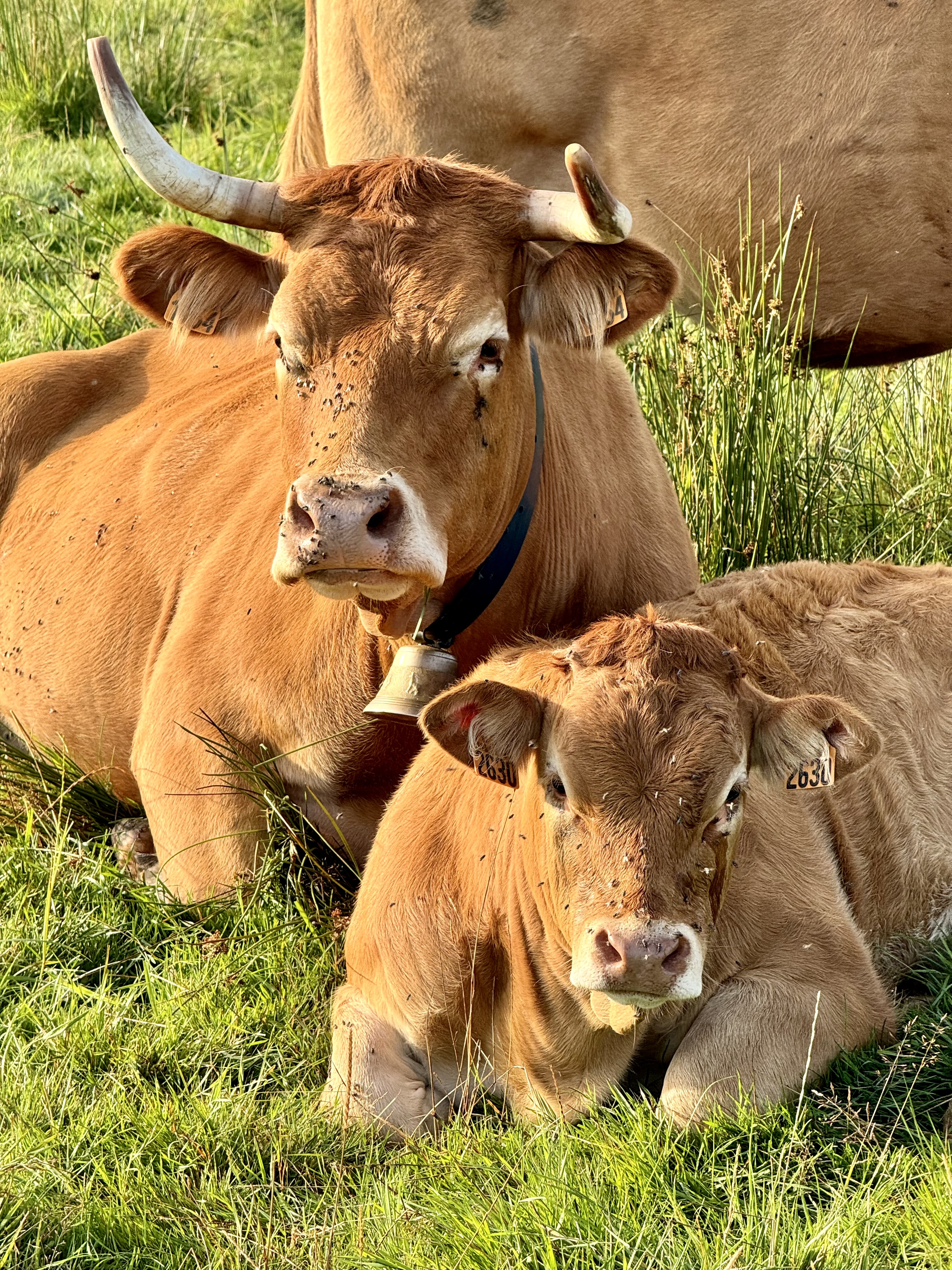 Photo de La vallée des vaches 