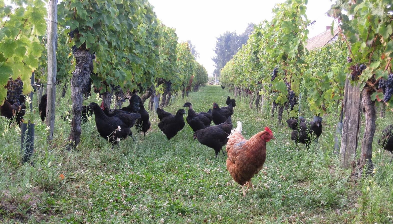 Illustration de l’expérience Immersion gourmande au cœur de la vigne