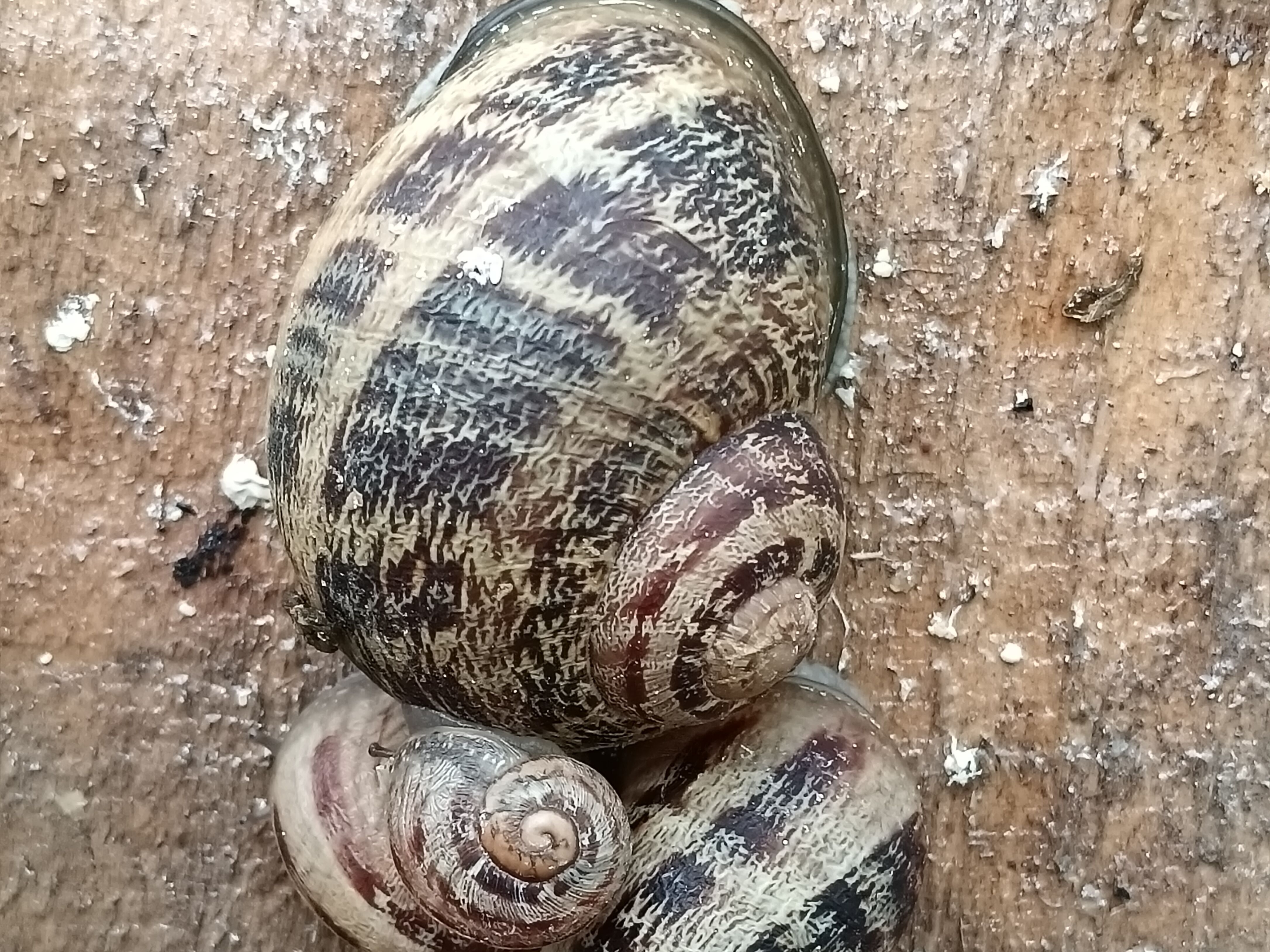 Illustration de l’expérience Découverte de la ferme 