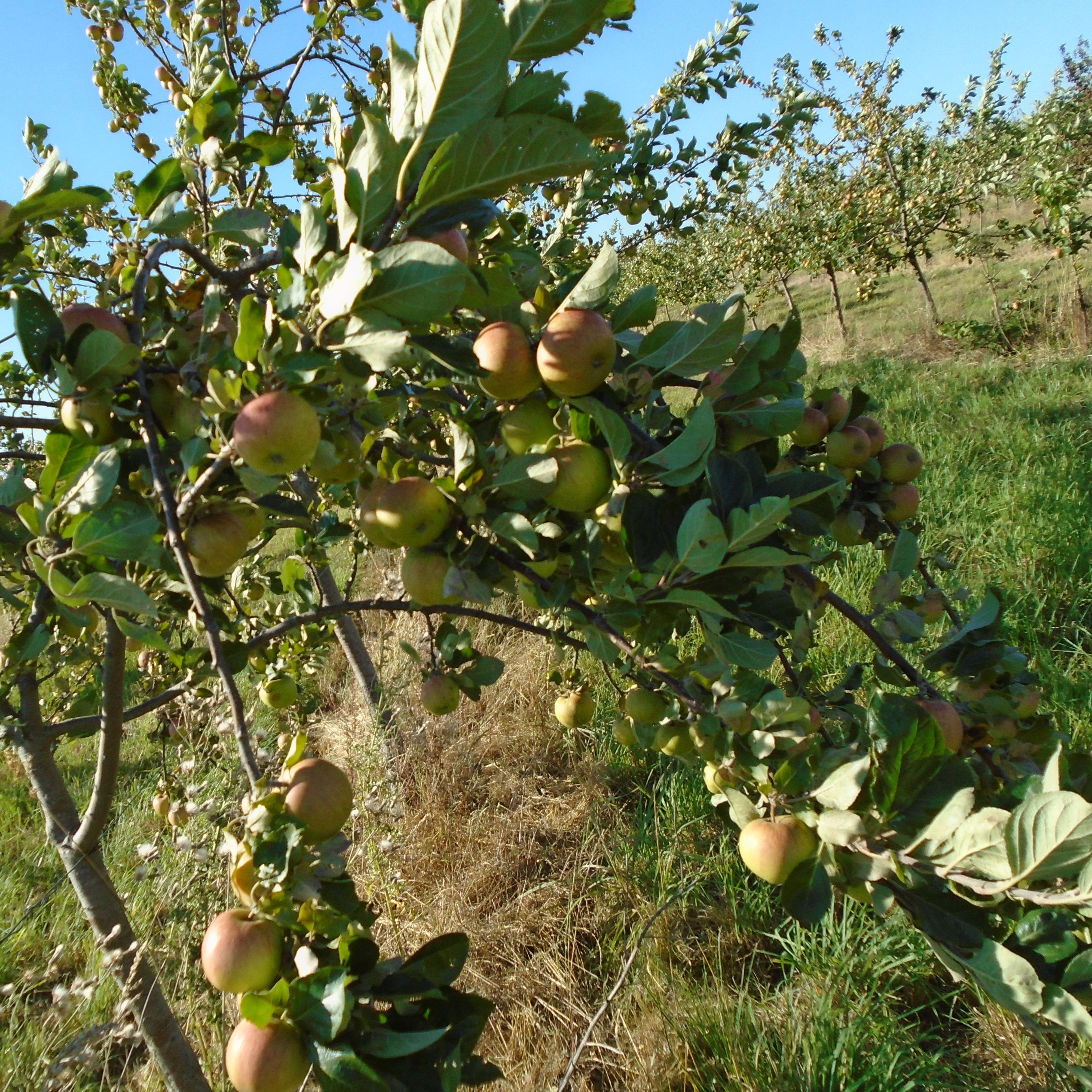 Photo de Visite guidée de nos vergers 