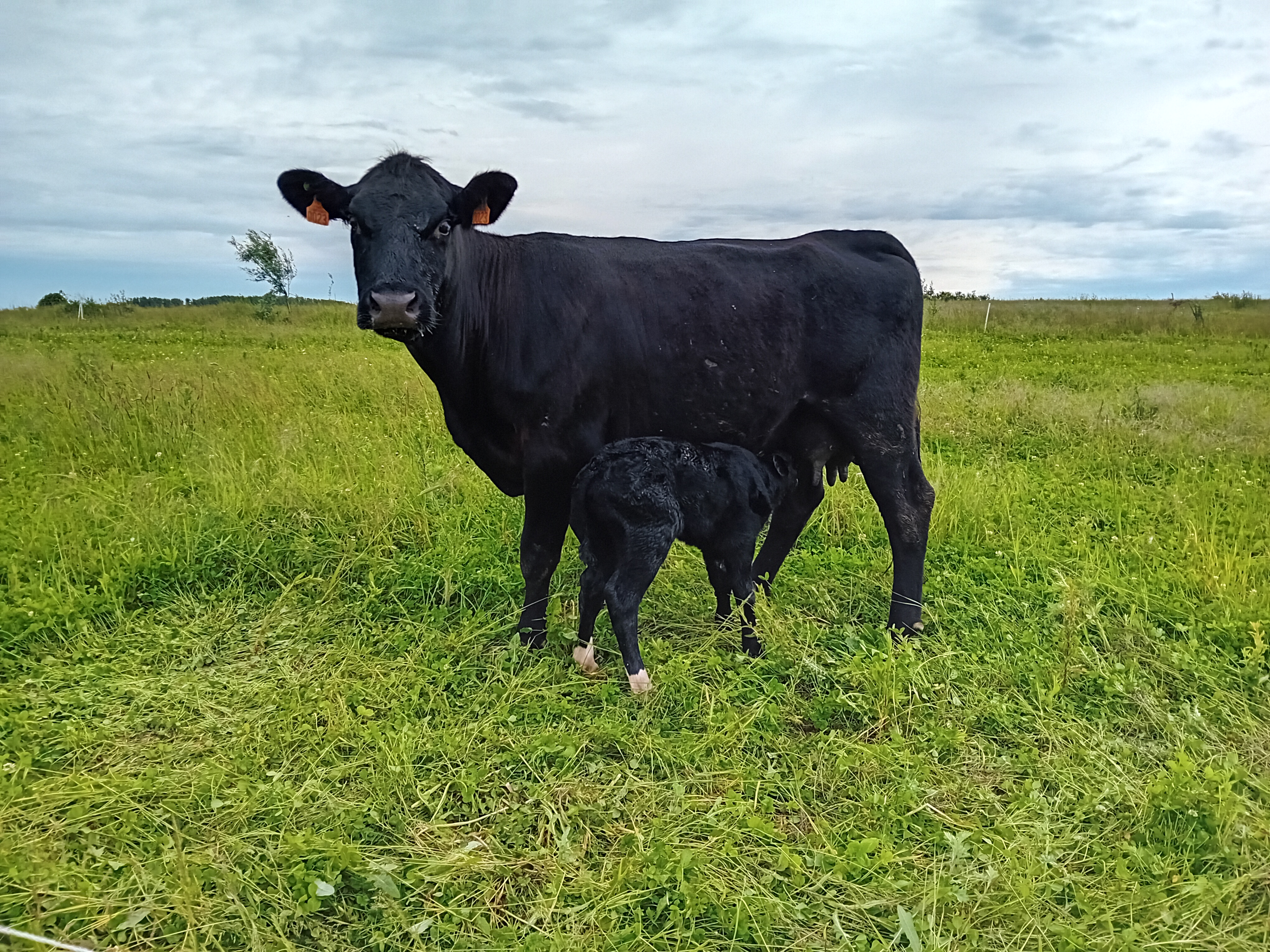 Photo de EARL FERME DEPARIS 