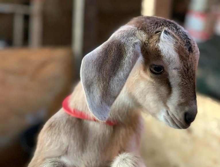 Photo de Chèvrerie de la Poterie