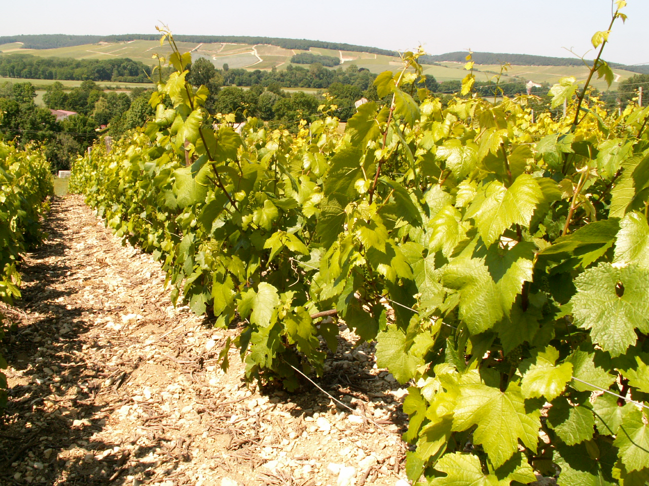 Illustration de l’exploitation EARL PESCHEUX-DELOR