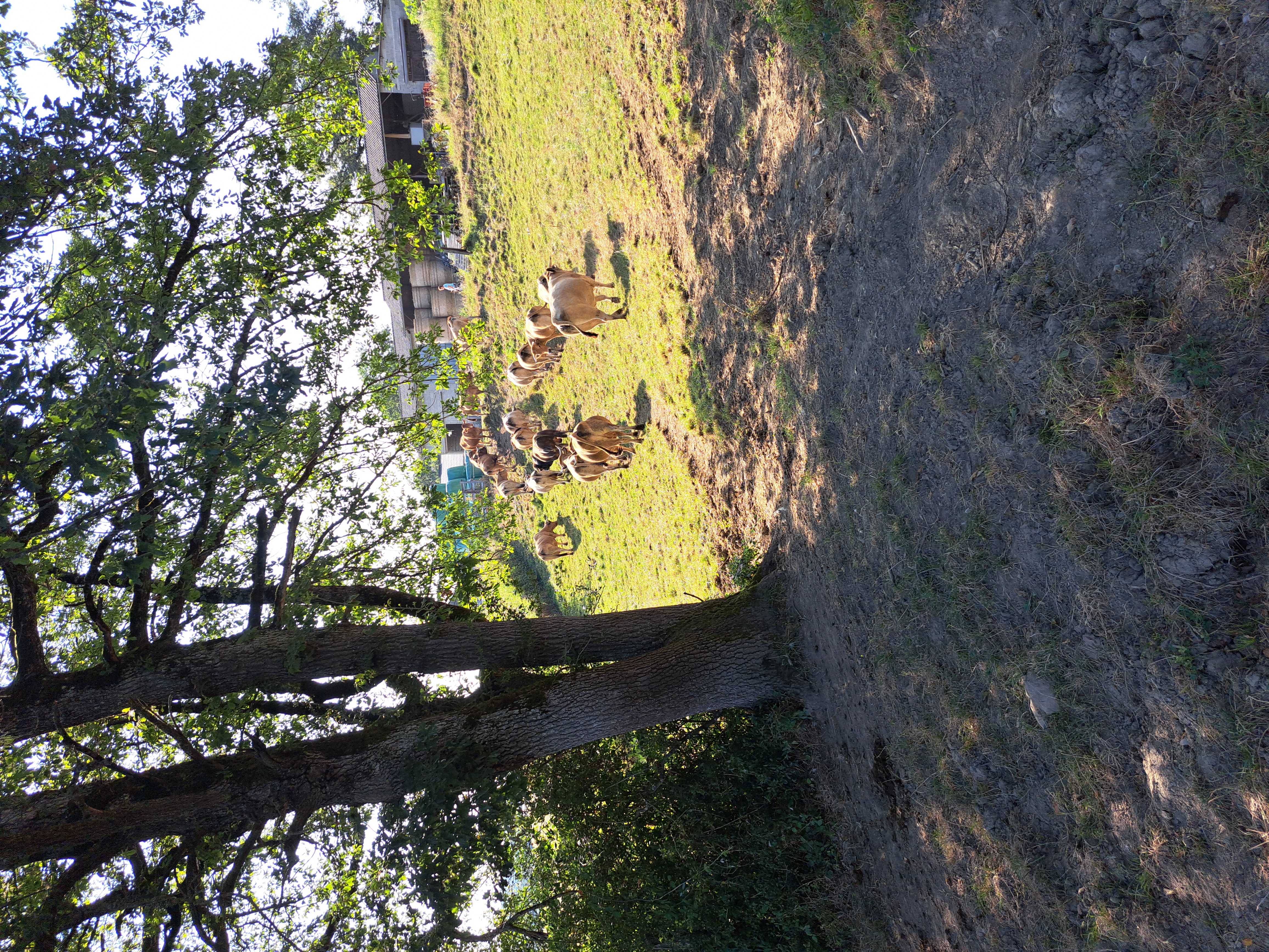 Illustration de l’exploitation Gaec ferme de palayret 