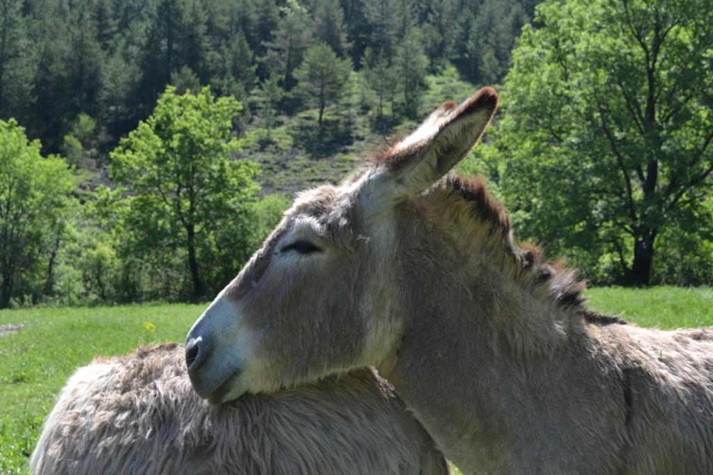 Illustration de l’expérience Gîte du bout du monde ,La Bergerie , la Valbonnette