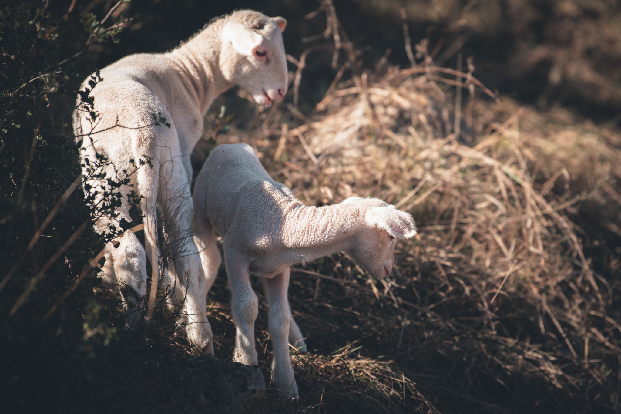 Photo de Domaine de la Triballe