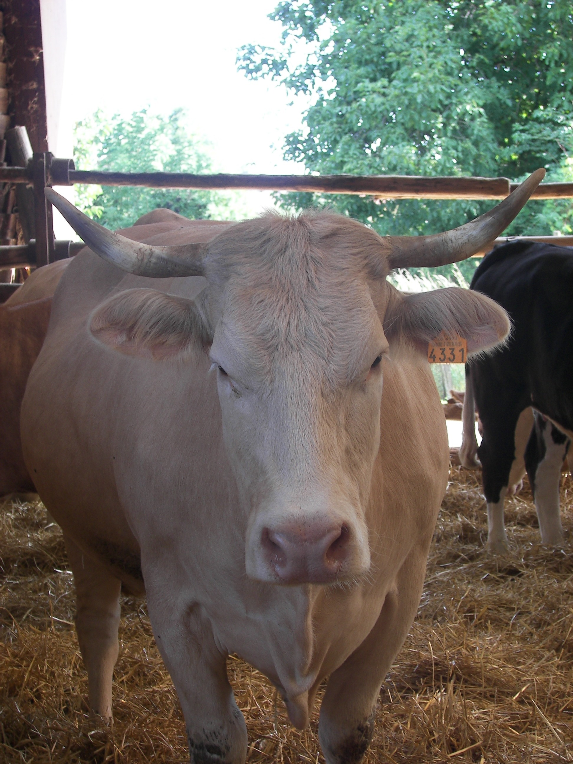 Illustration de l’exploitation GAEC OBRECHT