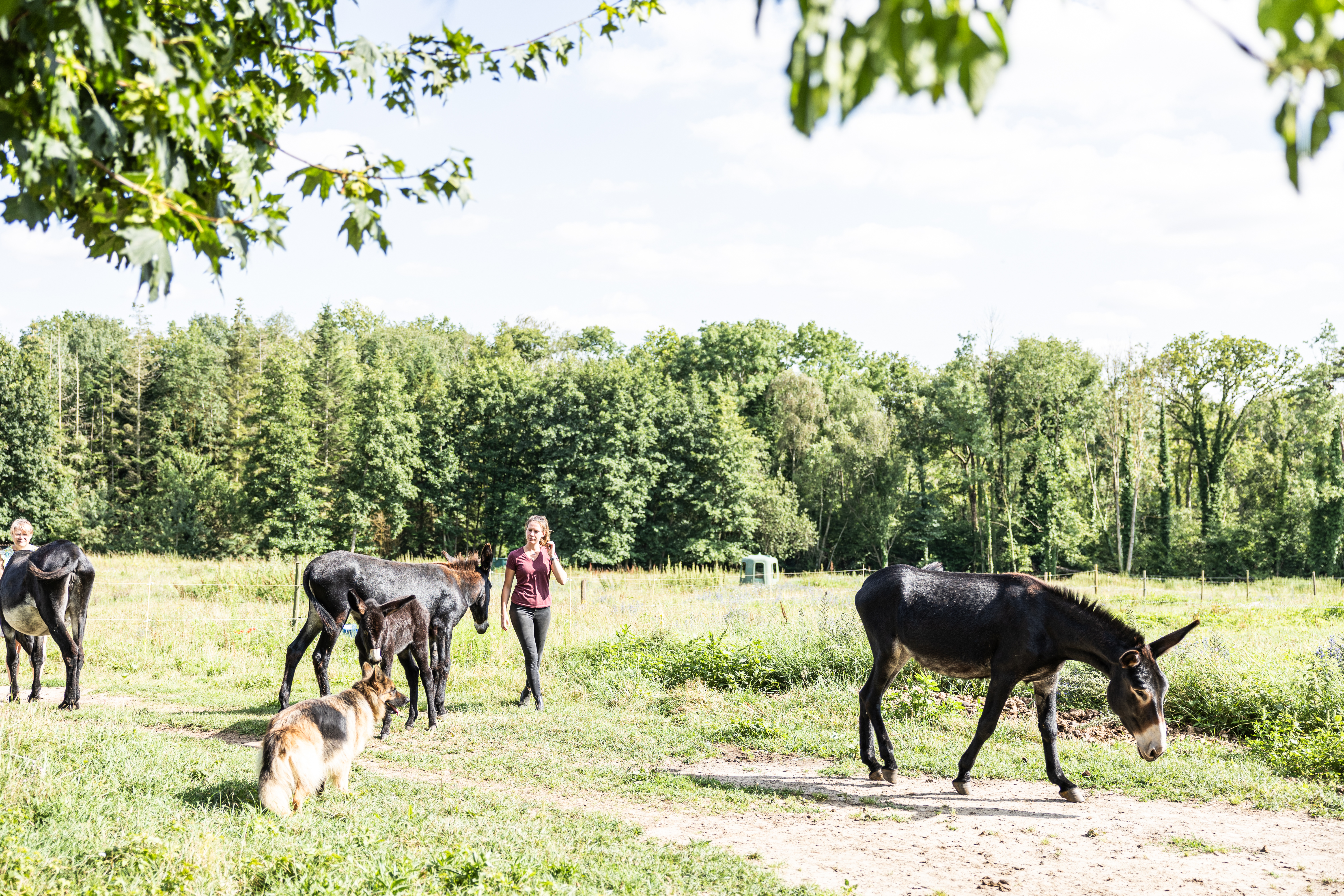 Illustration de l’exploitation ASINERIE DE PES VITIS