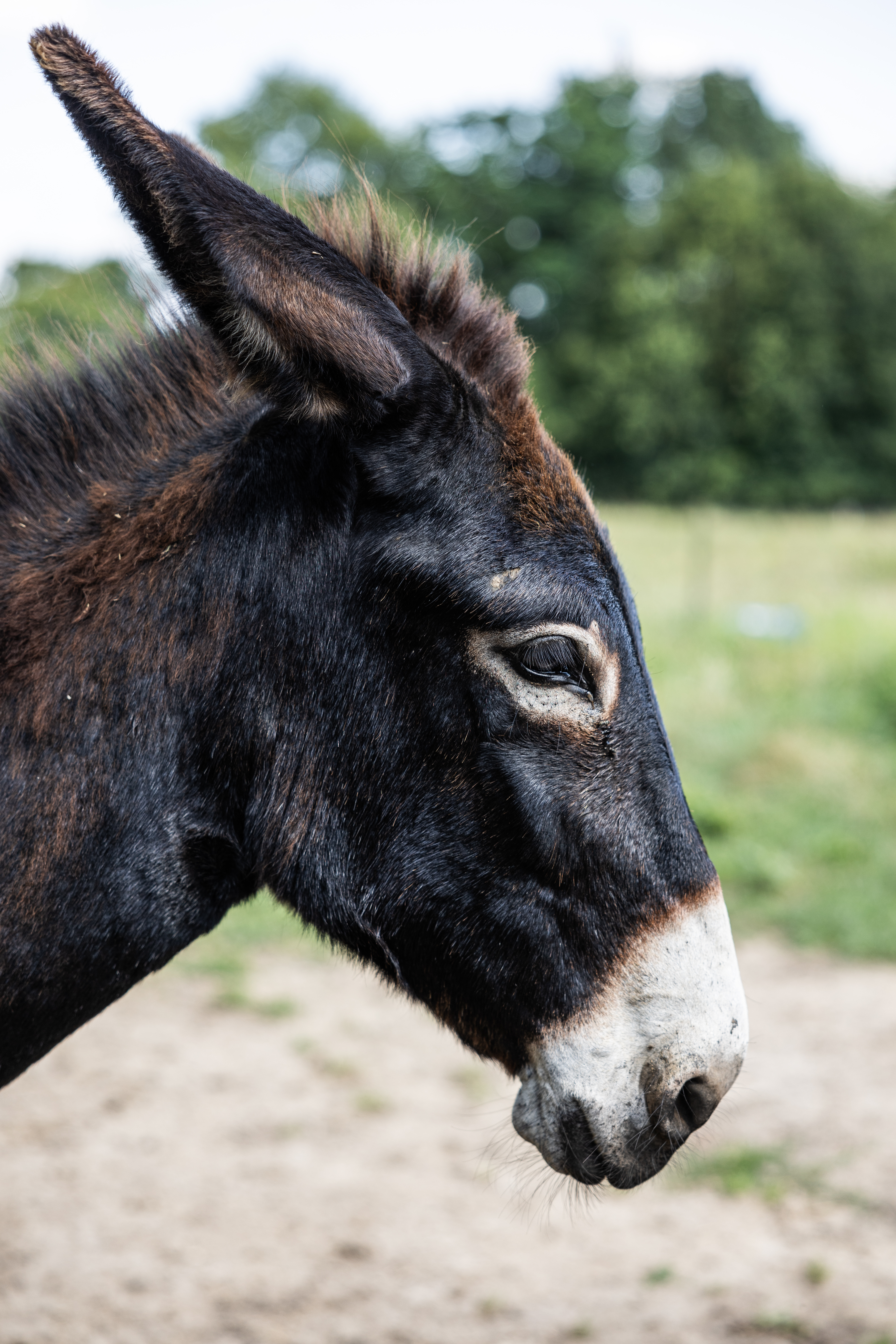 Photo de ASINERIE DE PES VITIS