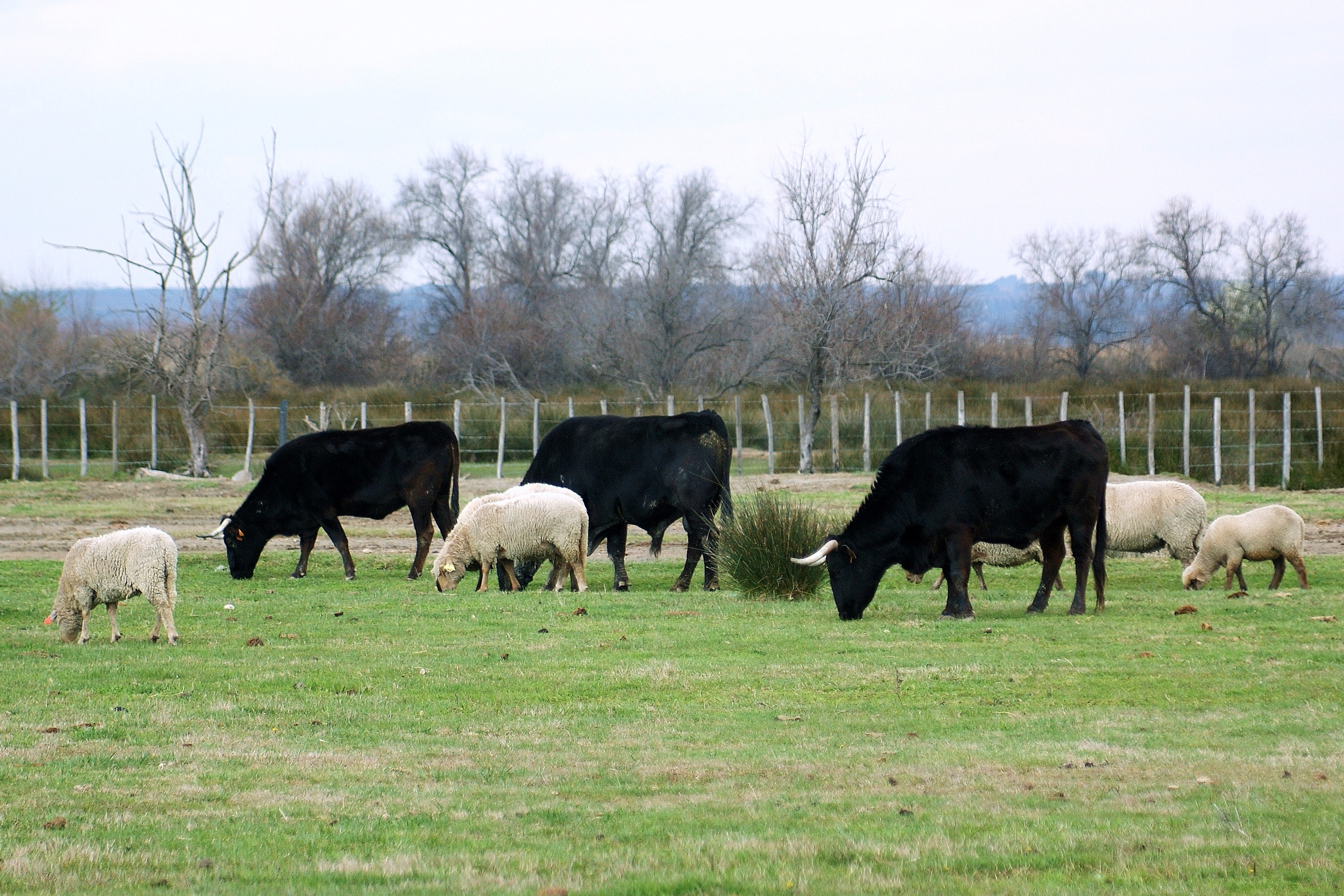 Illustration de l’exploitation les délices du Scamandre