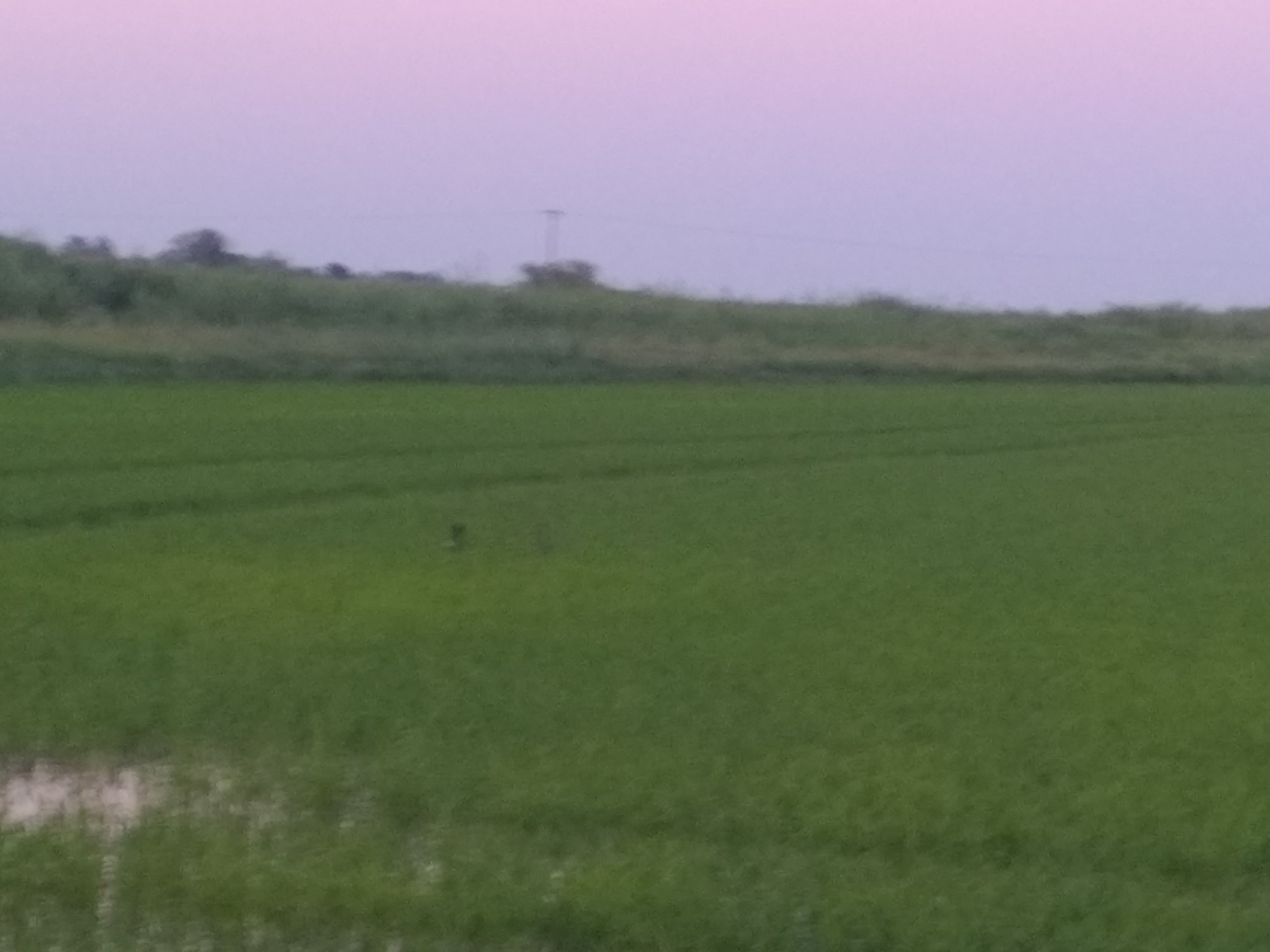 Illustration de l’expérience en camping car en petite Camargue Gardoise a proximité des taureau, chevaux...