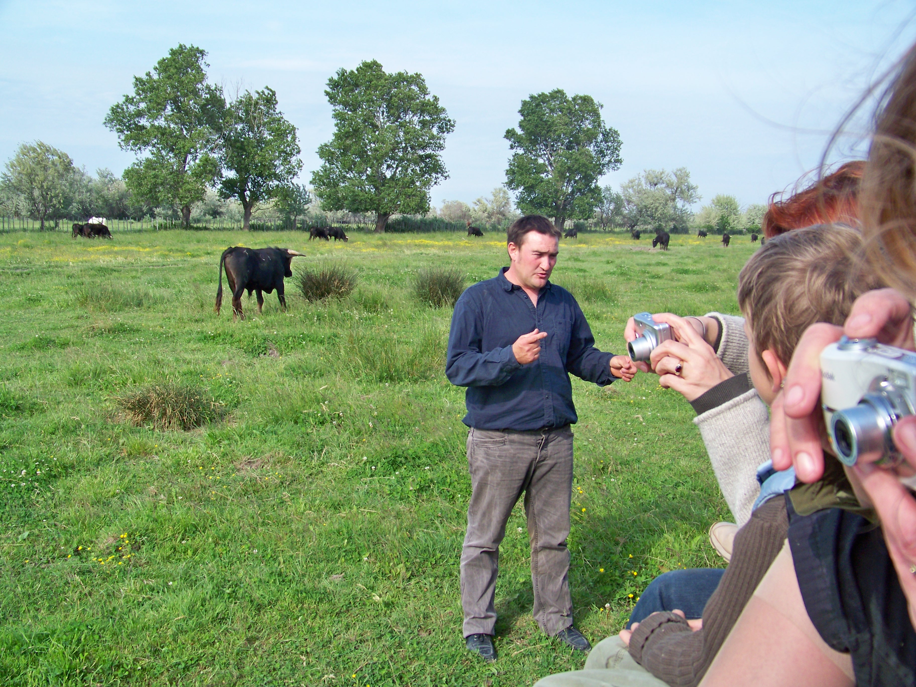 Illustration de l’expérience Visite de l'élevage de Taureau au Délices du Scamandre