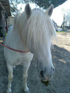 Photo de Visite de l'élevage de Taureau au Délices du Scamandre