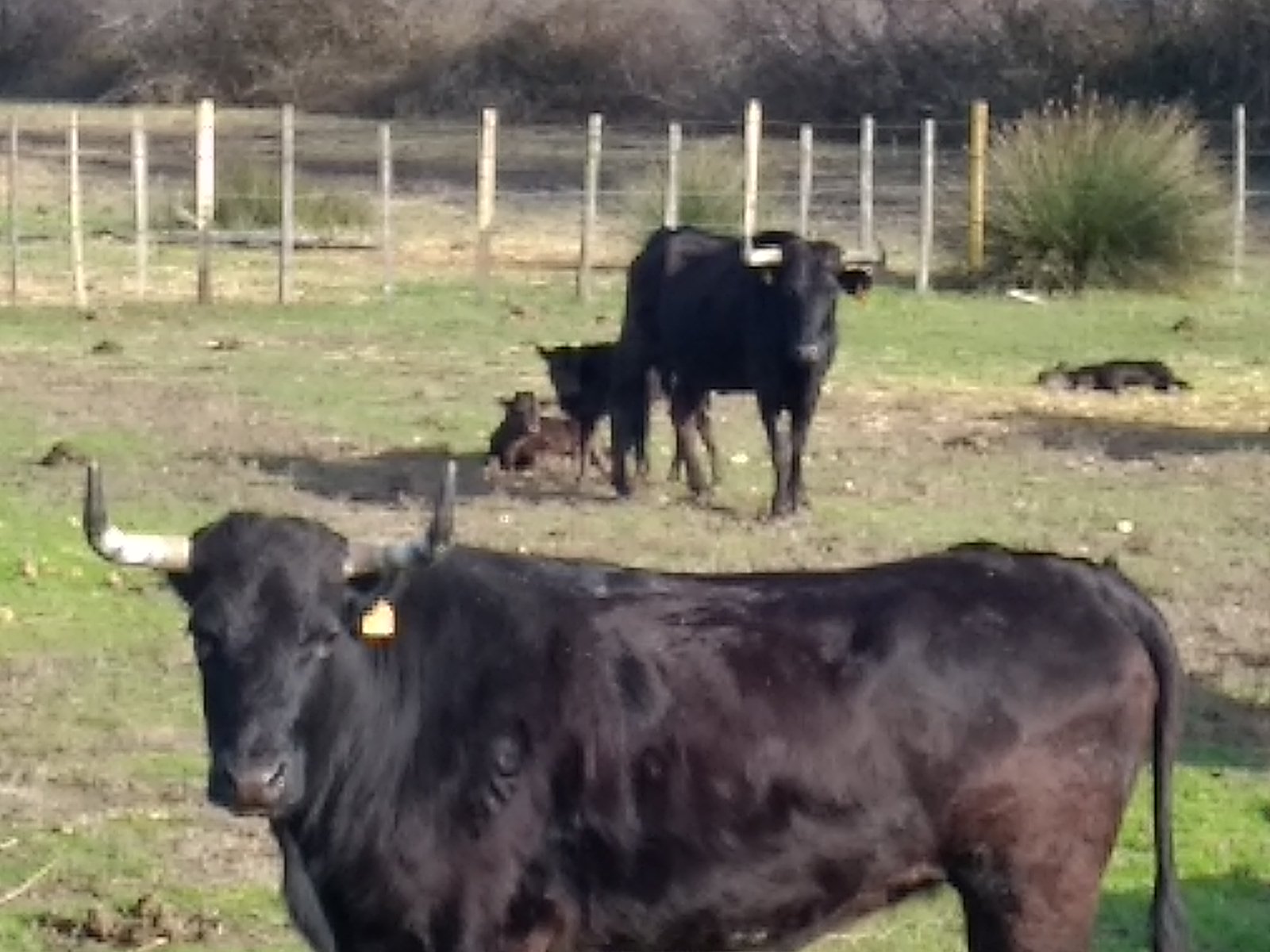 Photo de Visite de l'élevage de Taureau au Délices du Scamandre