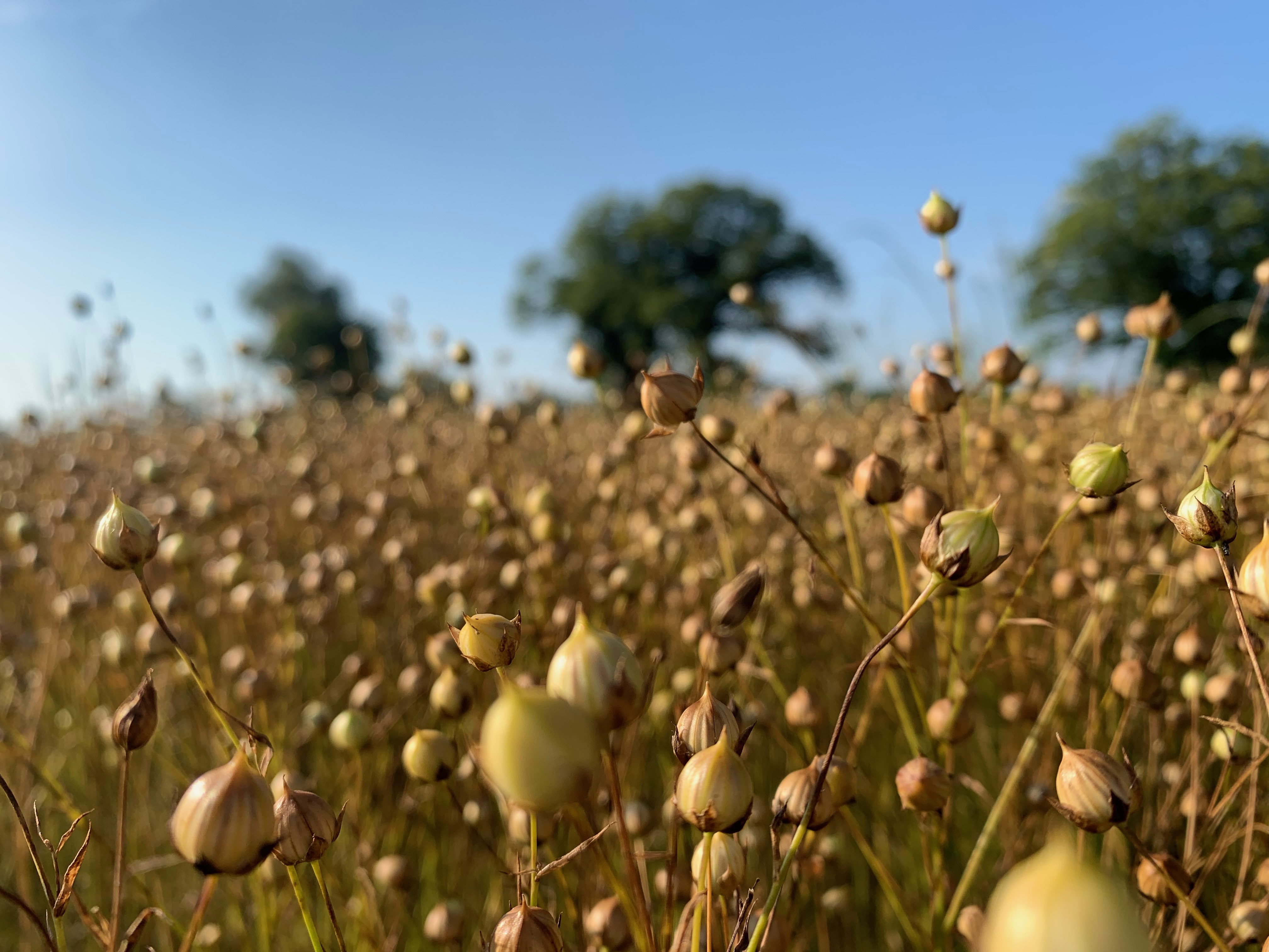 Illustration de l’expérience visite Lin des Pyrénées