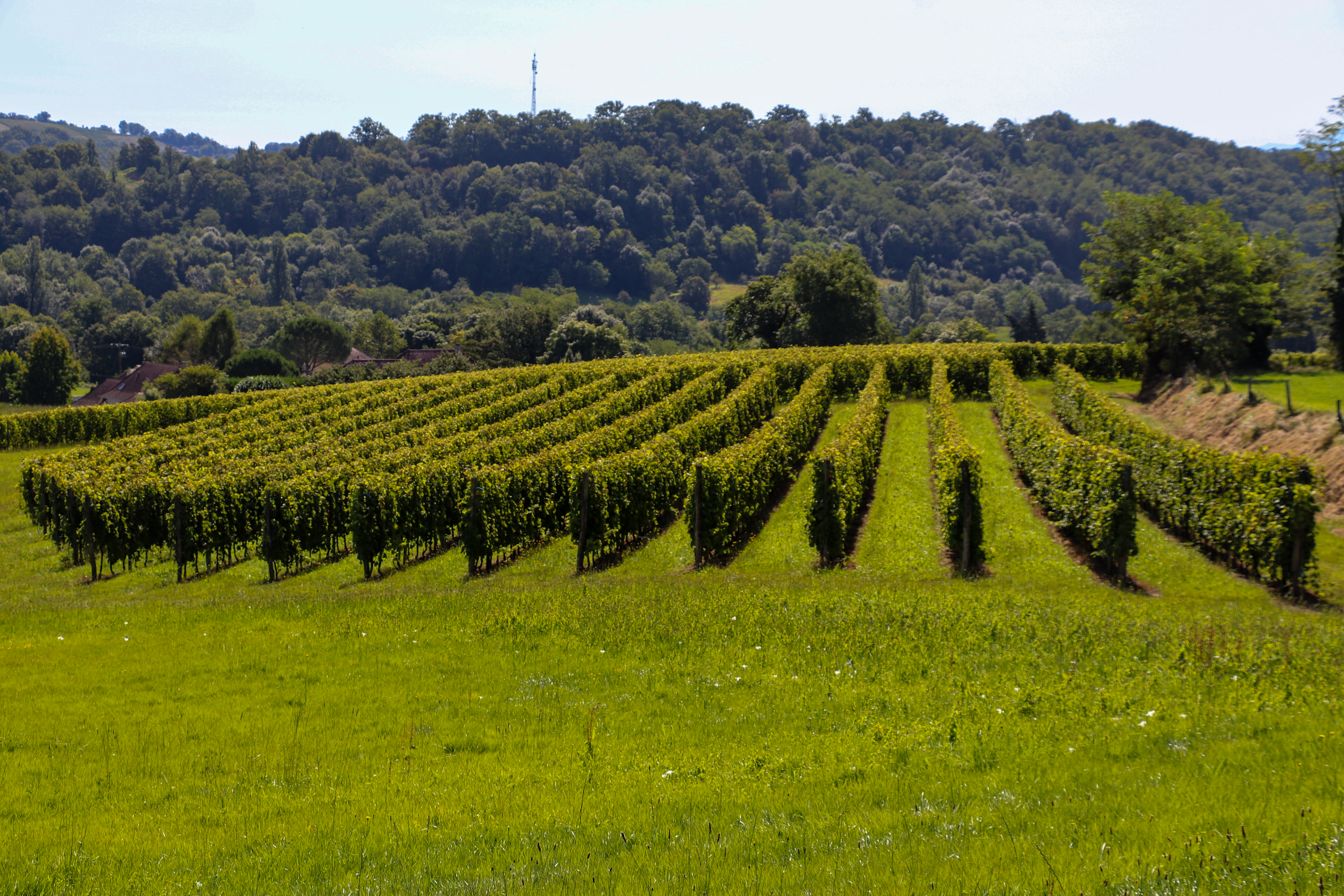 Photo de Balade vigneronne au domaine Le Dôme AOC Jurançon