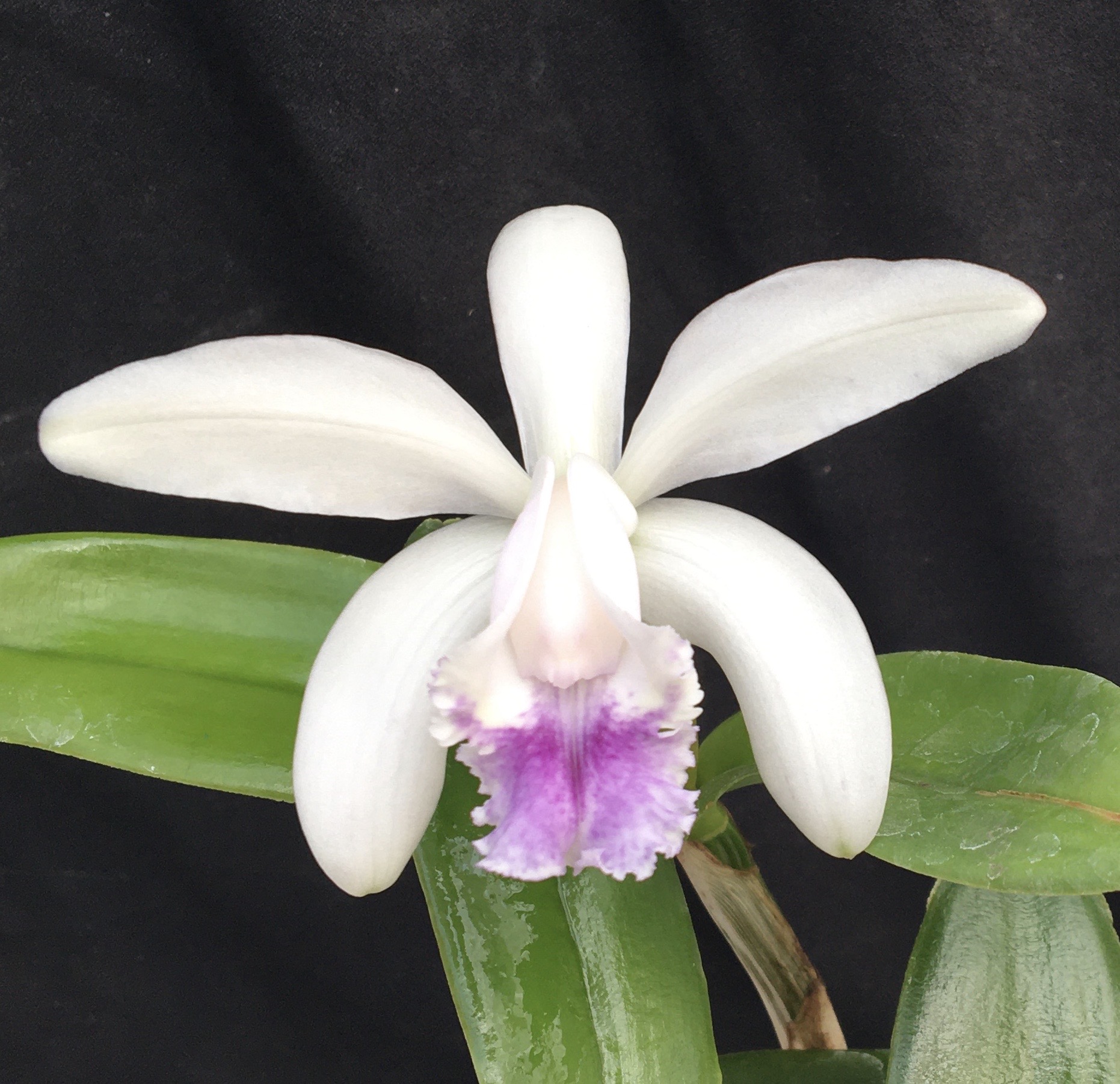 Photo de Les Orchidées Vacherot