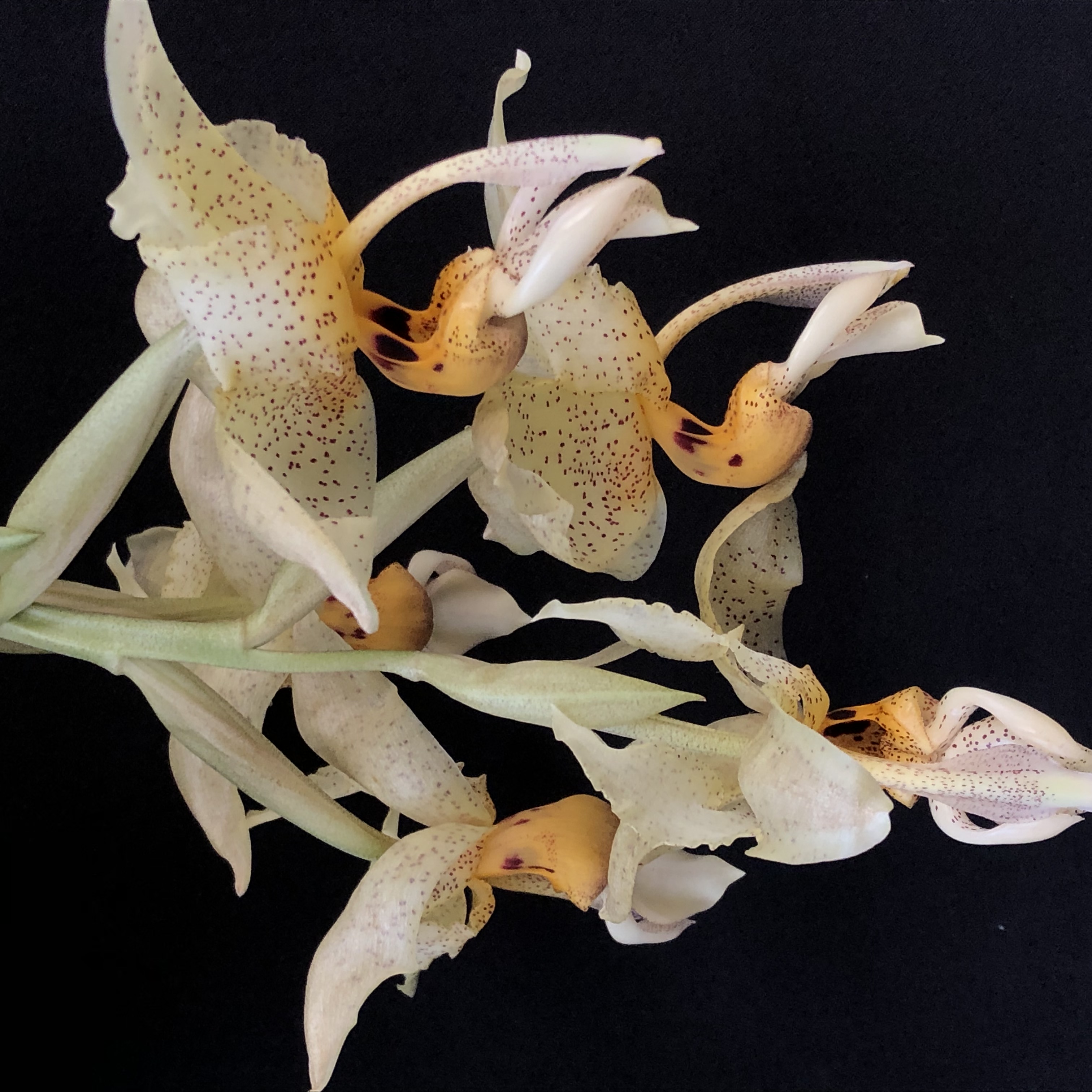 Photo de Visite guidée de la serre d'orchidée