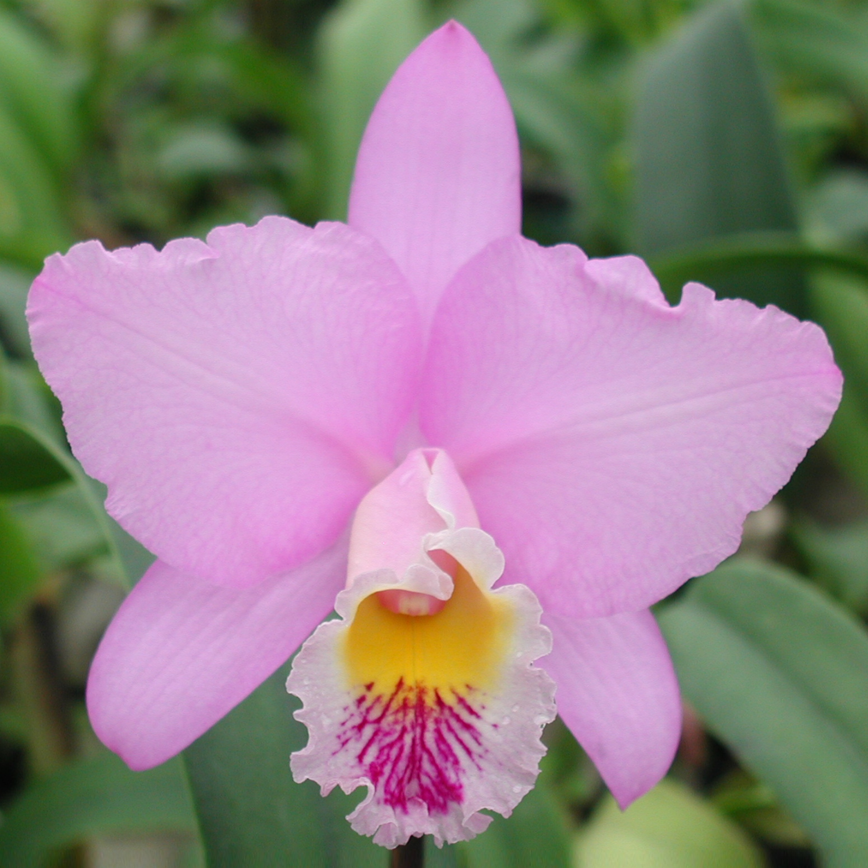 Photo de Visite guidée de la serre d'orchidée