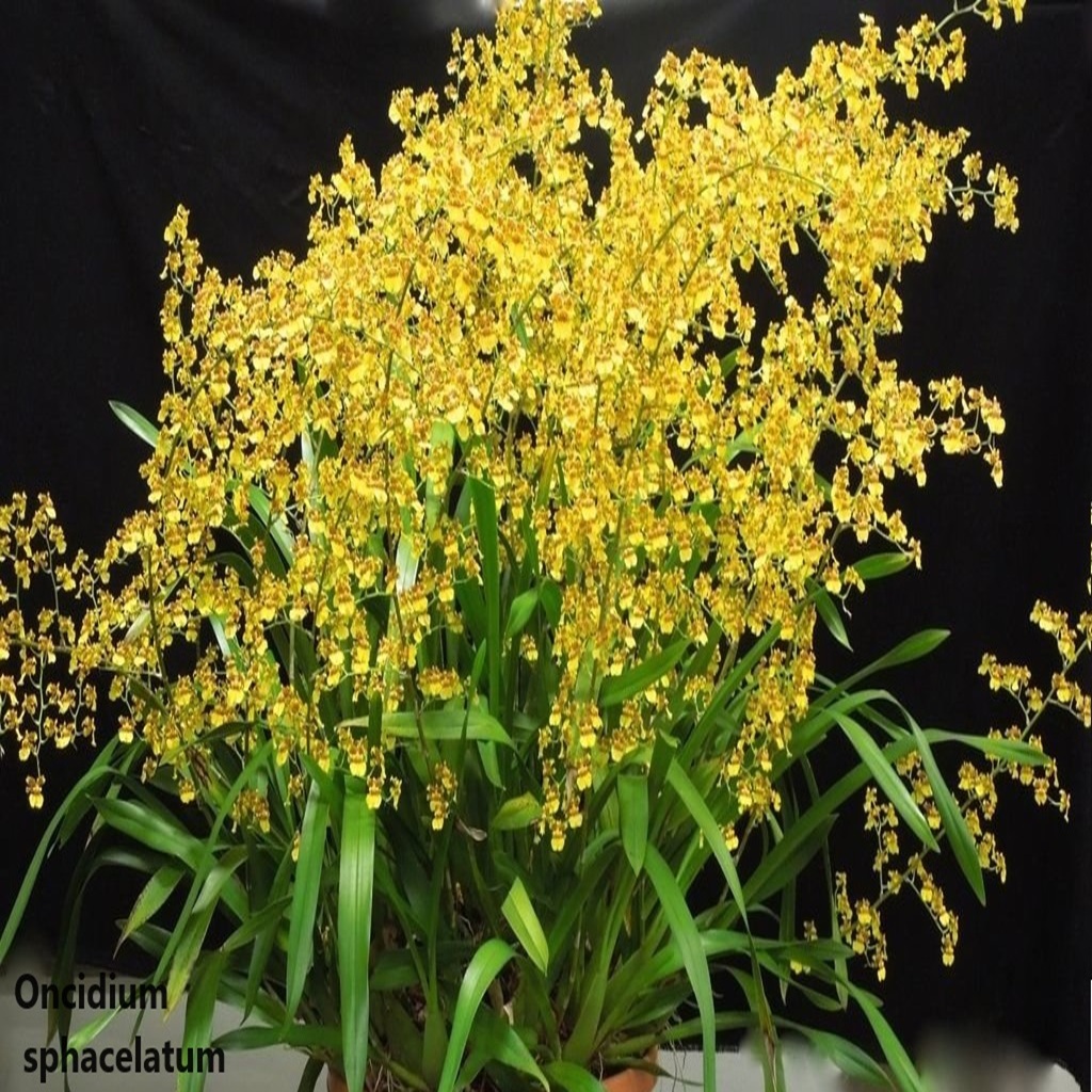 Photo de Visite guidée de la serre d'orchidée