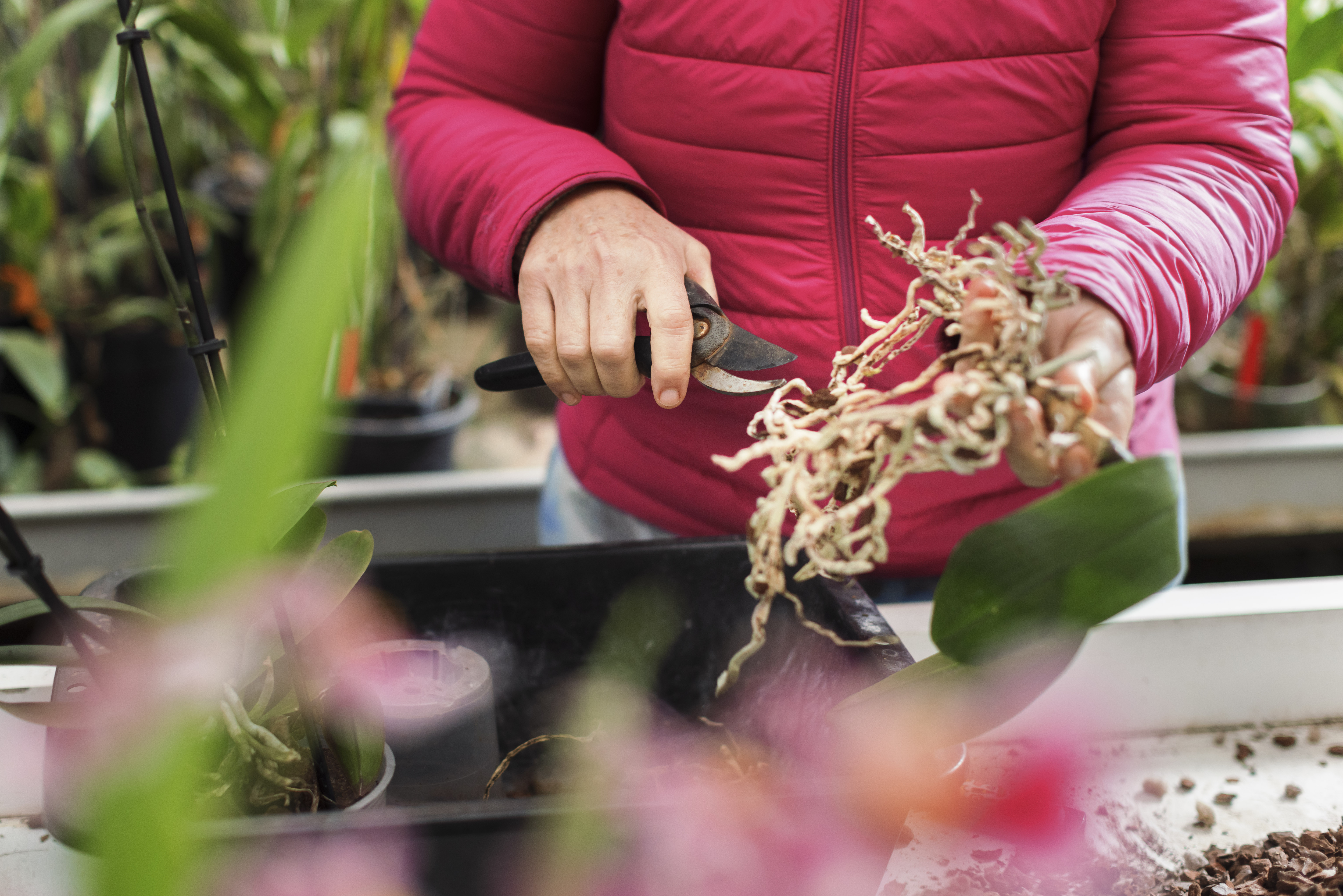 Photo de Stage de culture sur les orchidées