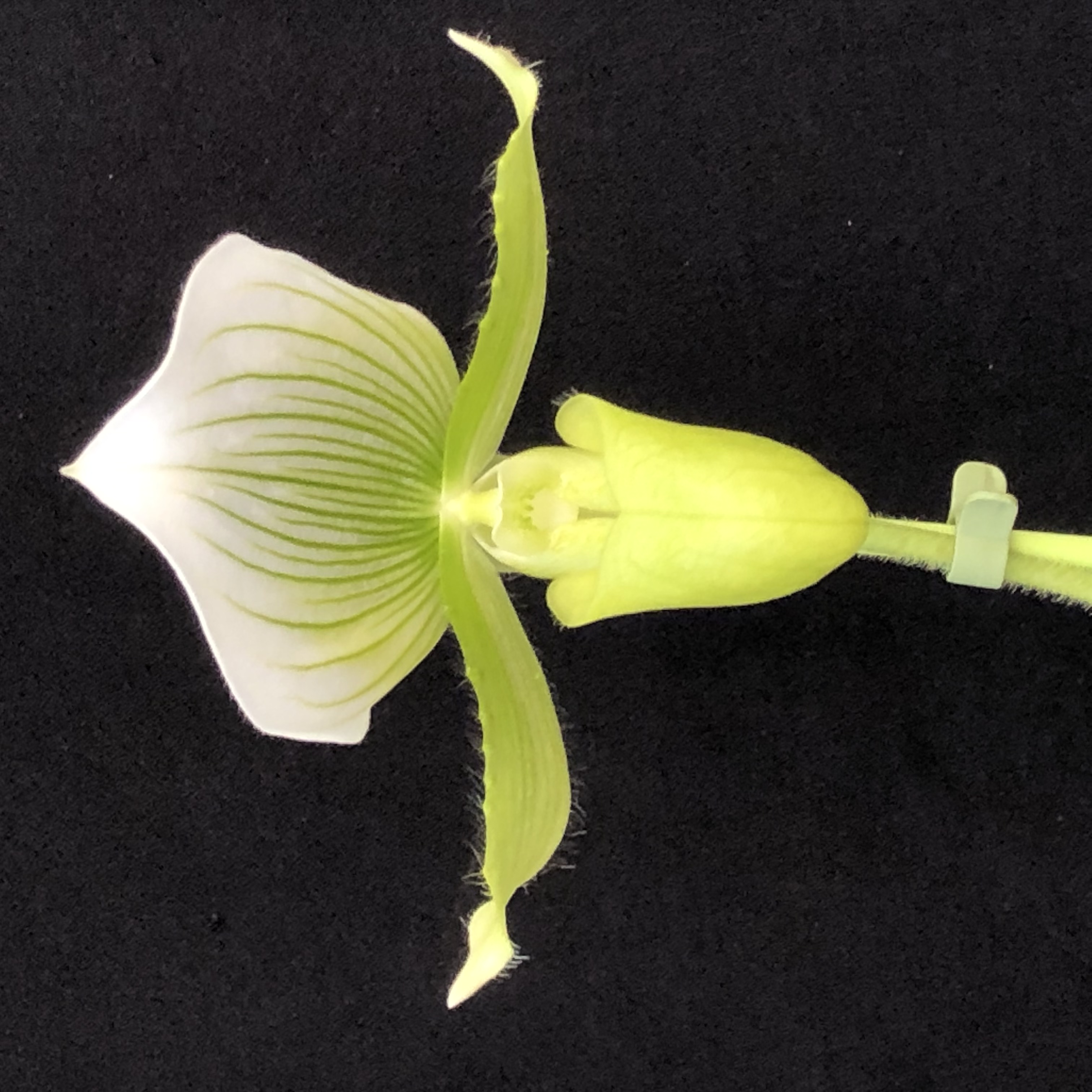 Photo de Stage de culture sur les orchidées