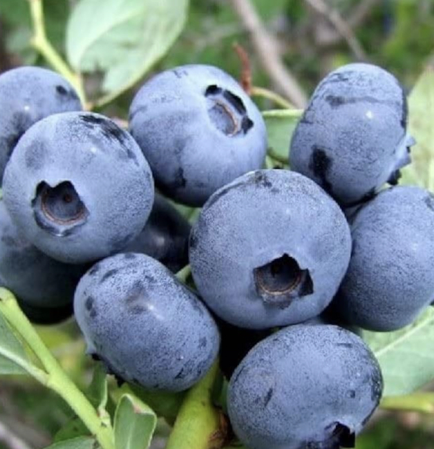Photo de EARL LA COLLINE AUX FRUITS - Alvina Nauche et Thierry Bouillaguet