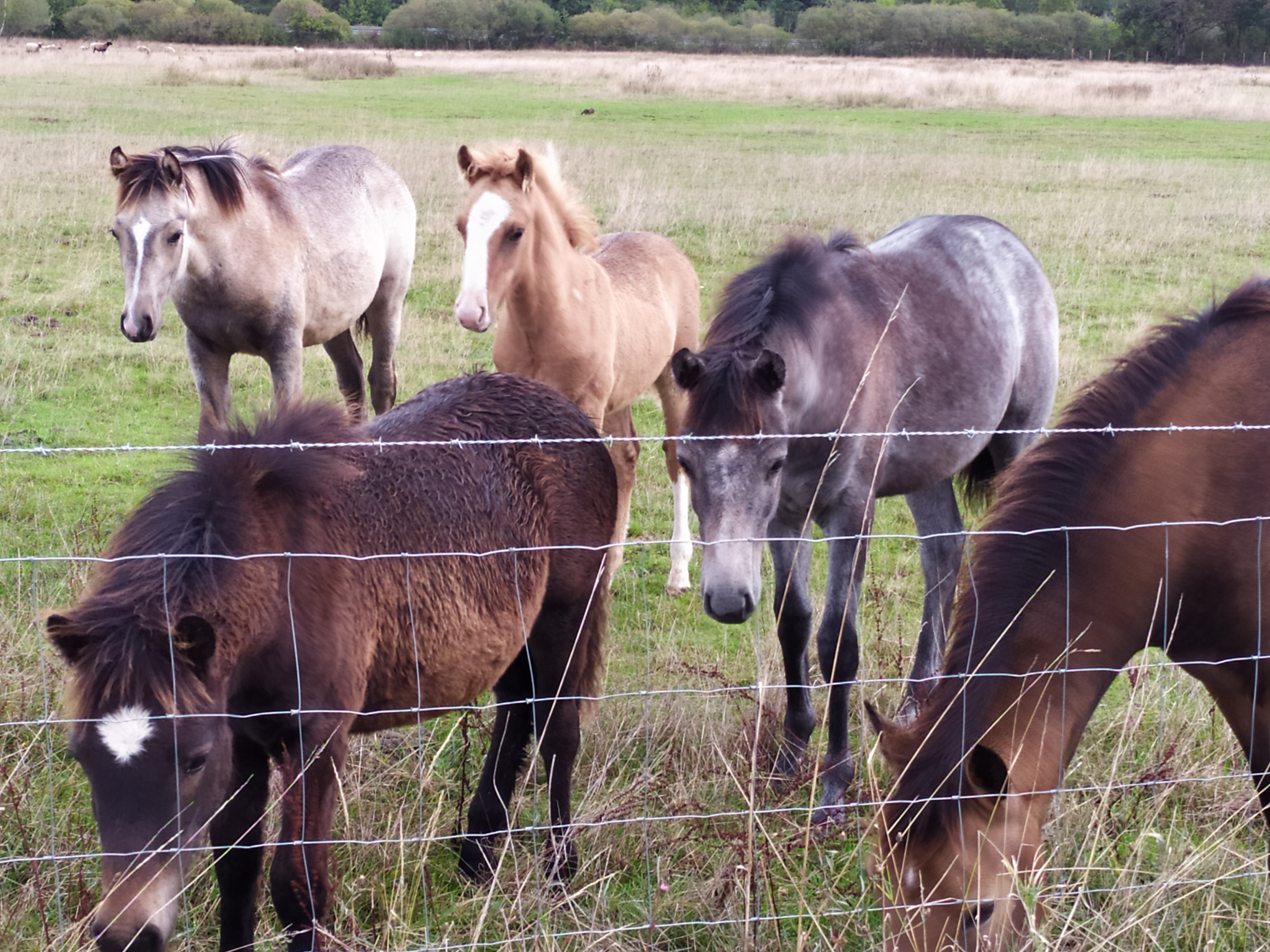 Photo de Elevage de chevaux et moutons