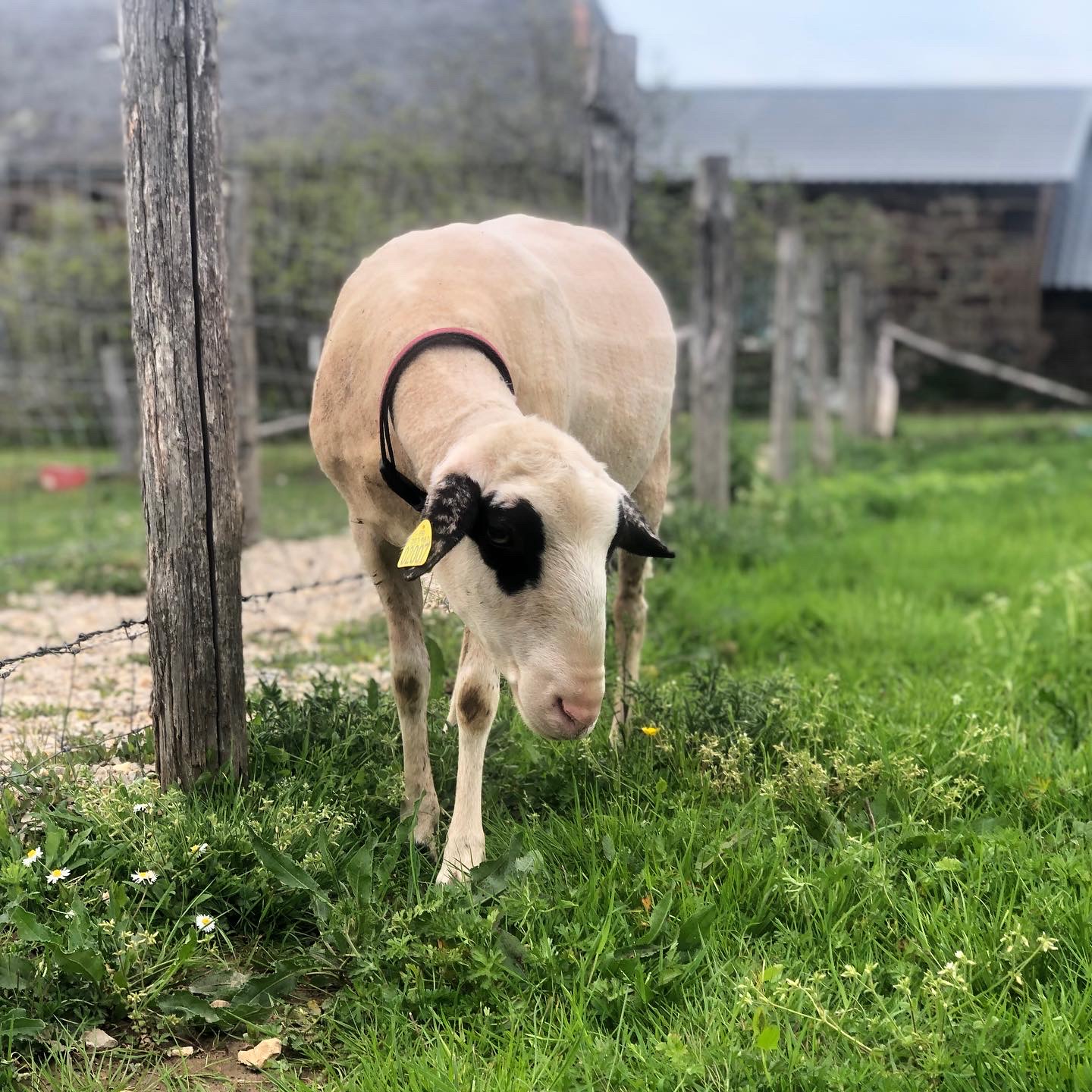 Photo de La Ferme de Brossard 