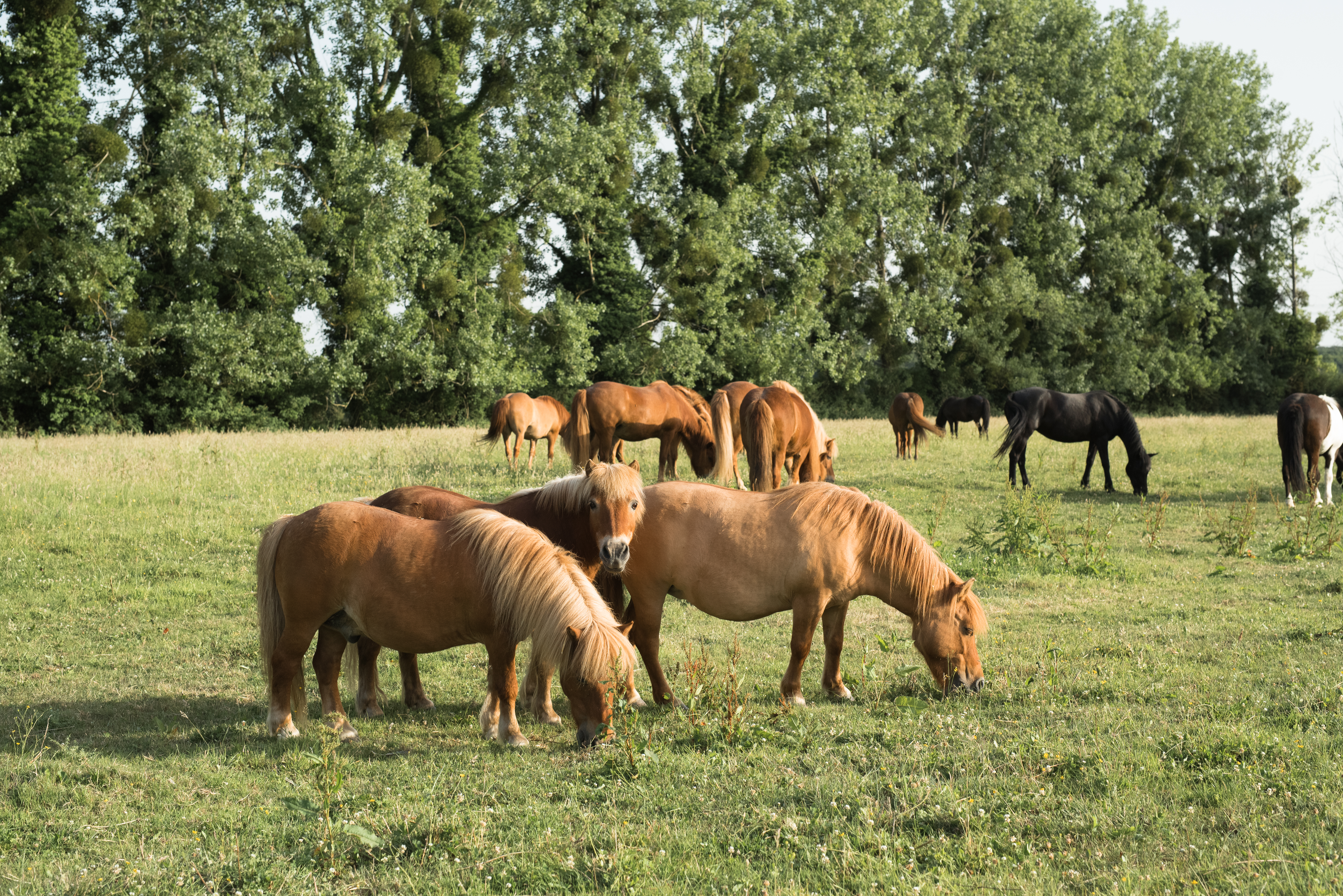 Photo de Poney-Club de Bois Guilbert