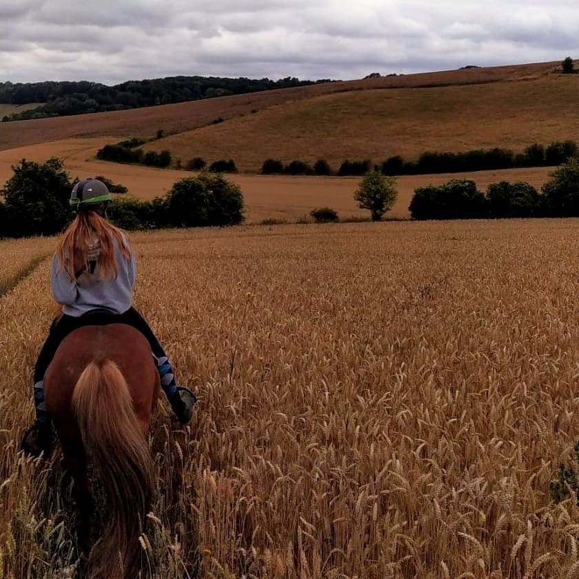 Illustration de l’expérience Balade à cru à cheval Islandais