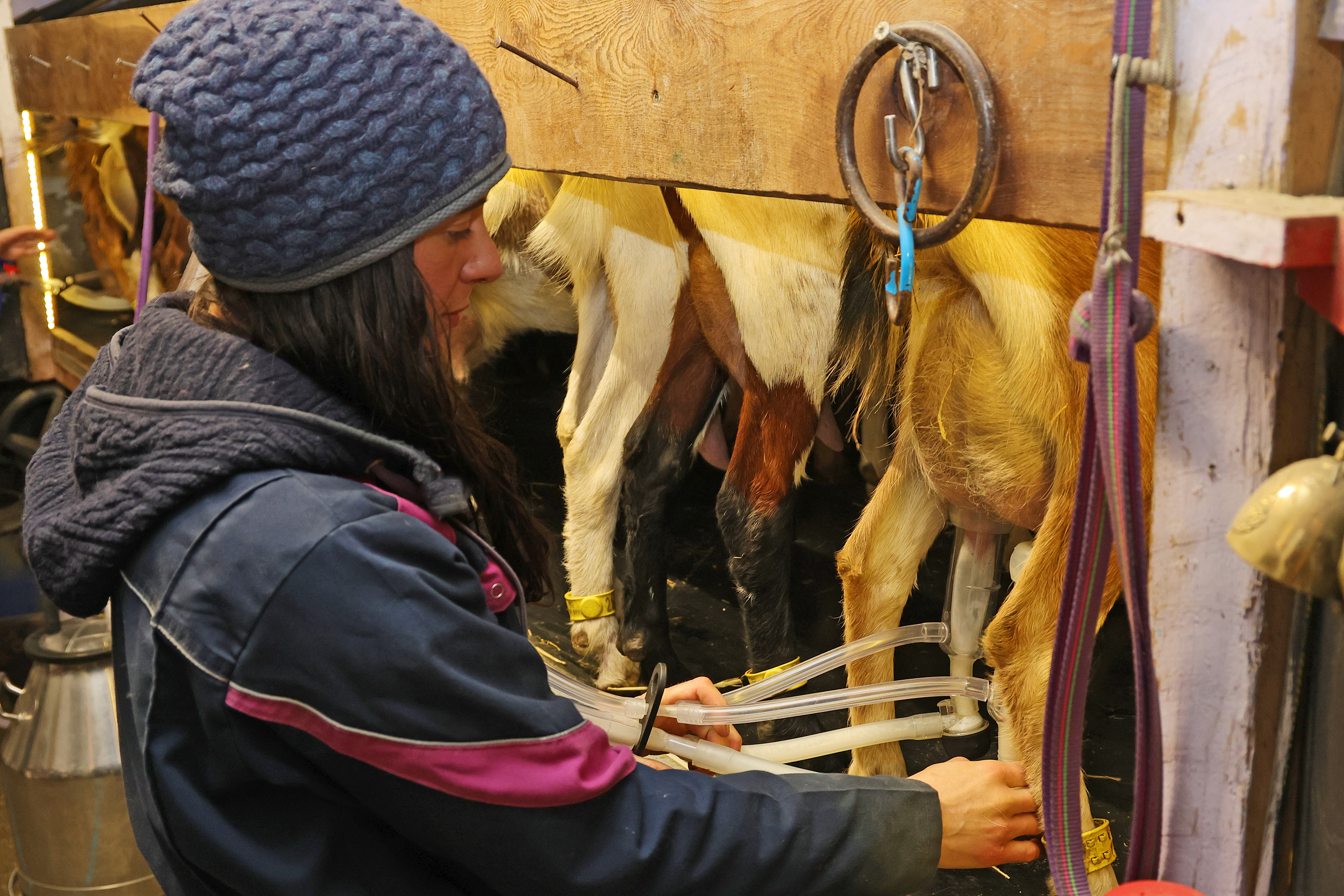 Illustration de l’expérience Assistez à la traite des chèvres 