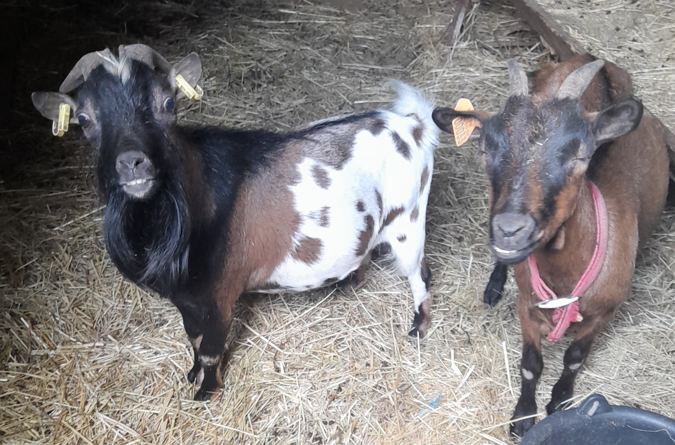 Photo de Les poneys du val d'émeraude