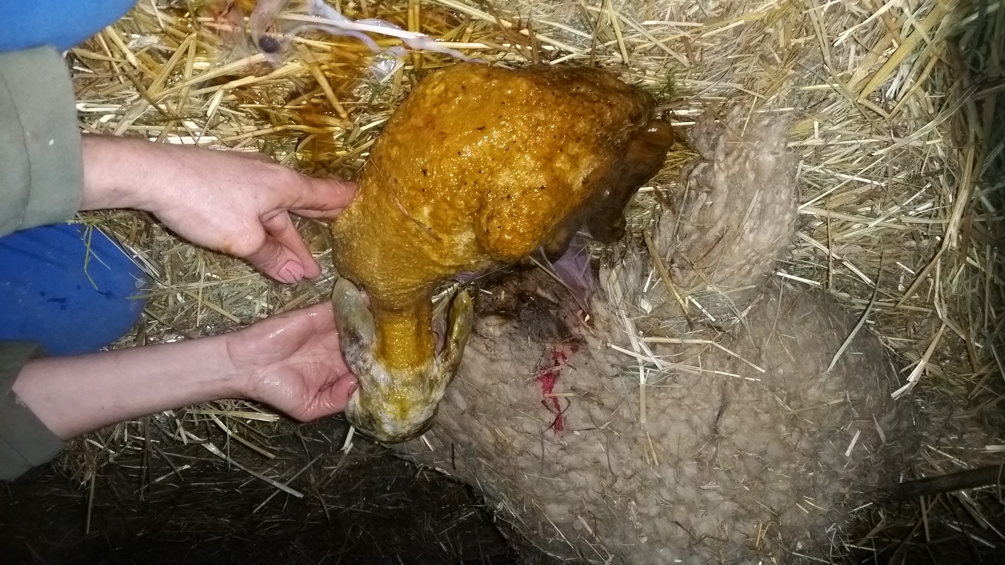 Photo de La Ferme de Flo'