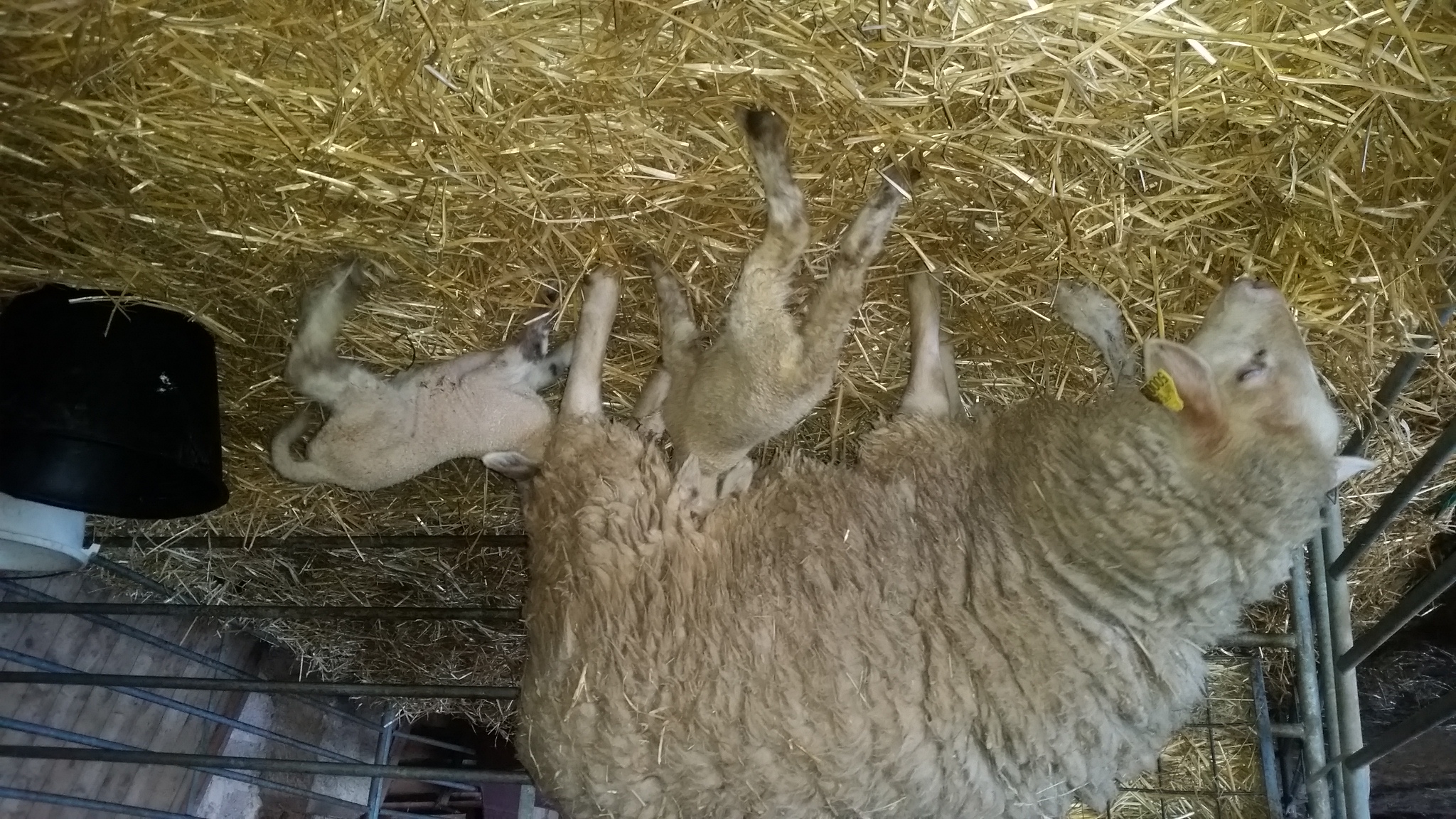 Photo de La Ferme de Flo'