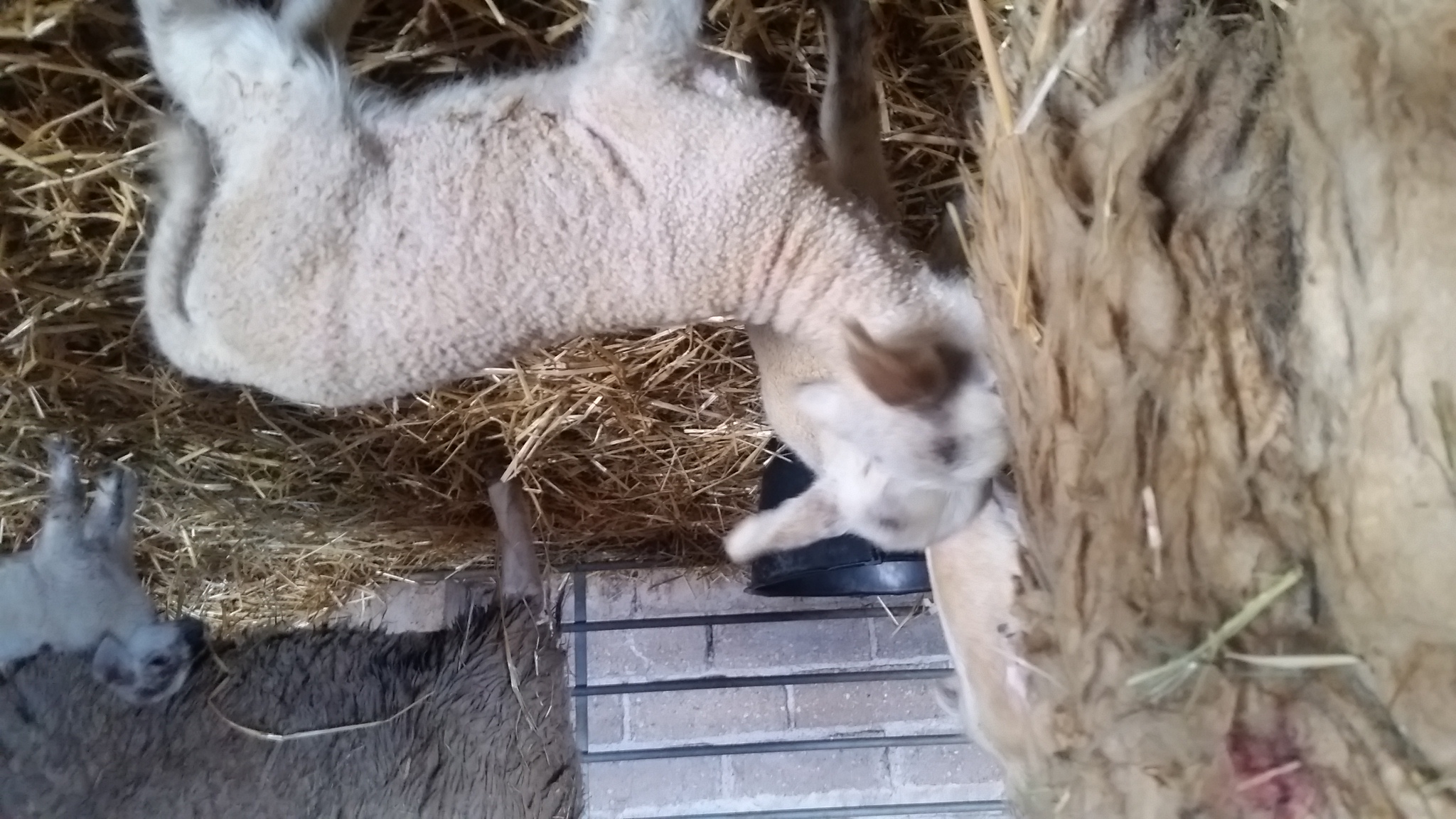 Photo de La Ferme de Flo'