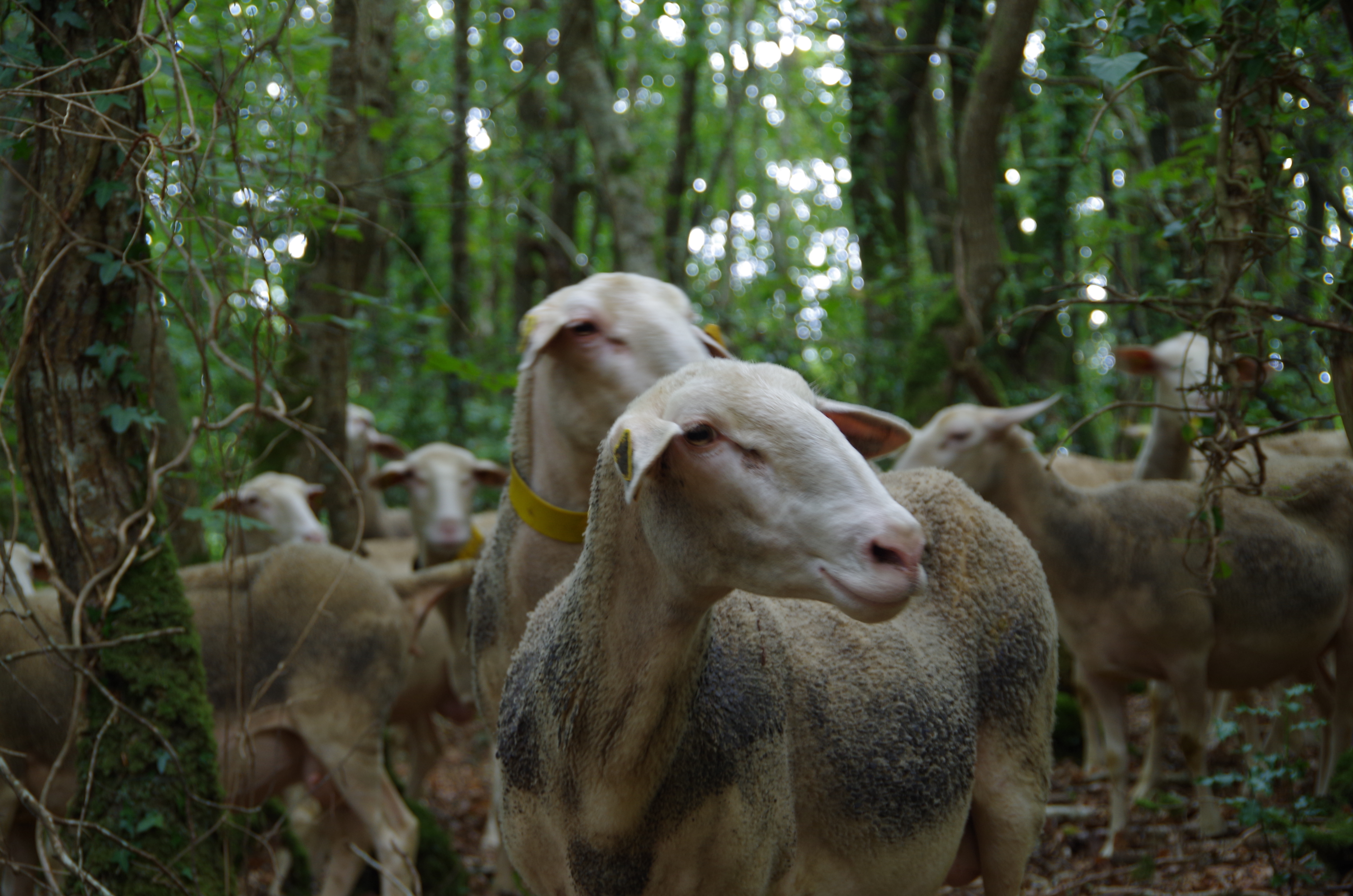 Photo de LA BERGERIE DE CROZON