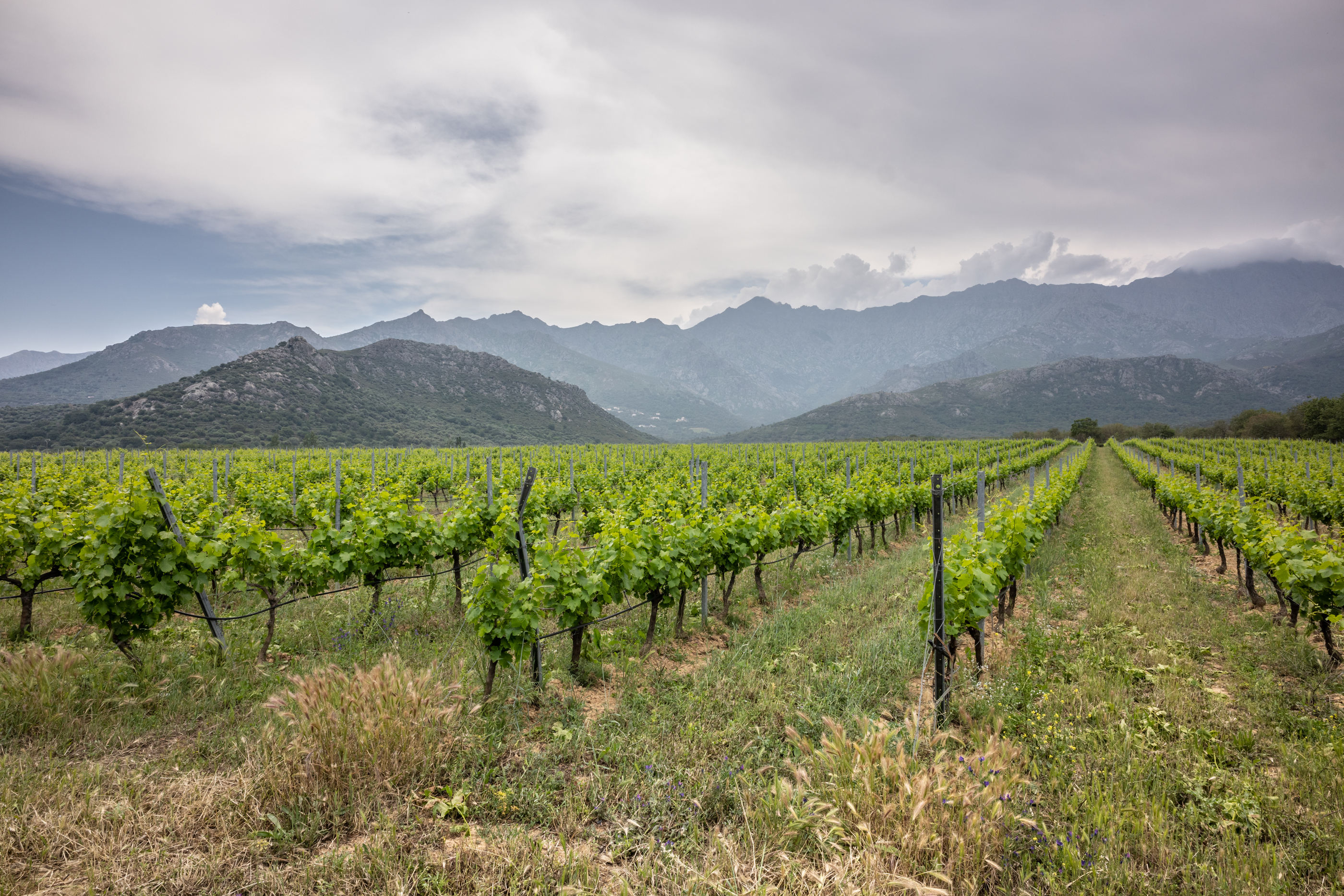 Illustration de l’exploitation Domaine MAESTRACCI