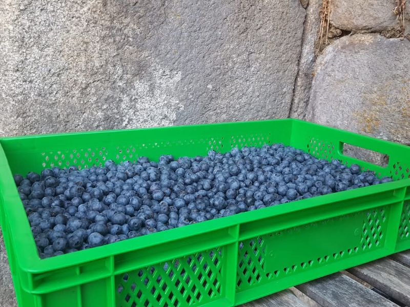 Illustration de l’expérience Vente à la ferme : préparations fruitées bio et viande 