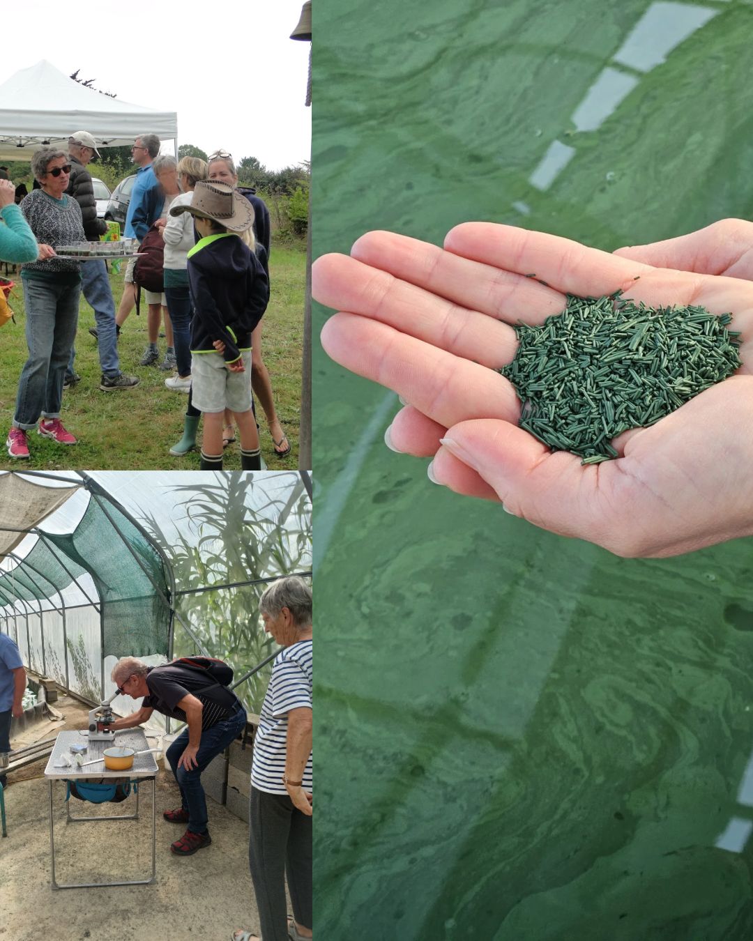 Illustration de l’exploitation SPIRULINE ARC EN CIEL