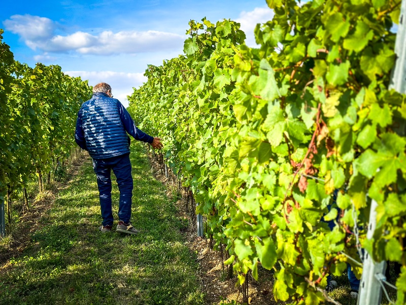 Photo de Découverte du vignoble Haut Escaut