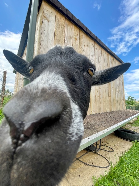 Photo de Visite de la ferme pour petits & grands 