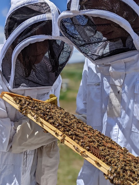 Photo de Baptême d’apiculture pour petits & grands