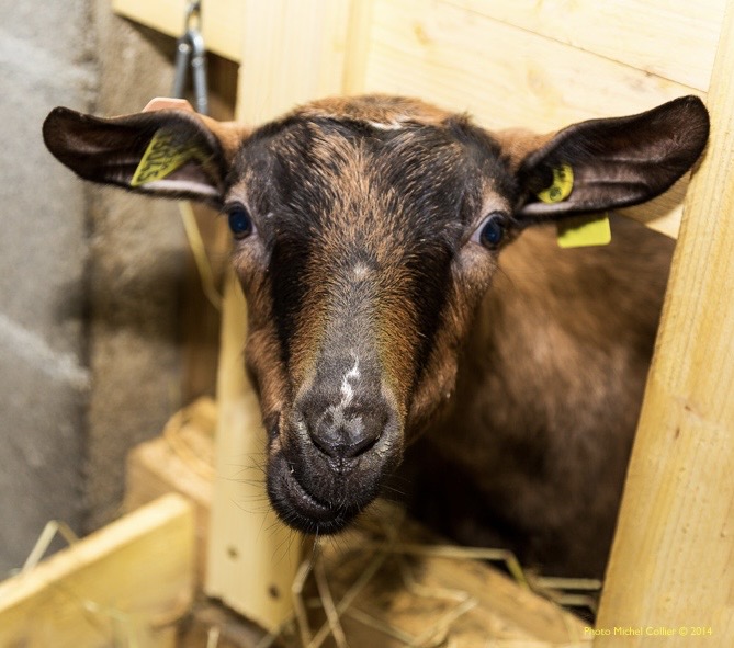 Photo de GAEC Domaine des Oliviers