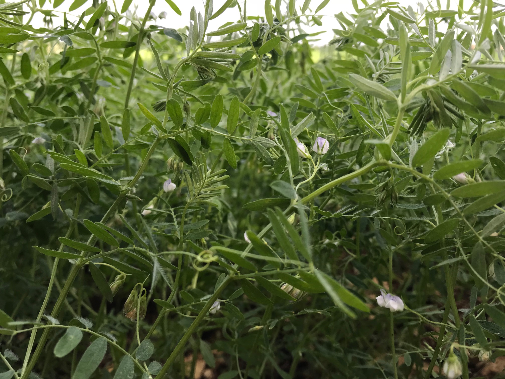 Illustration de l’exploitation MISS'TILLE ET COMPAGNIE