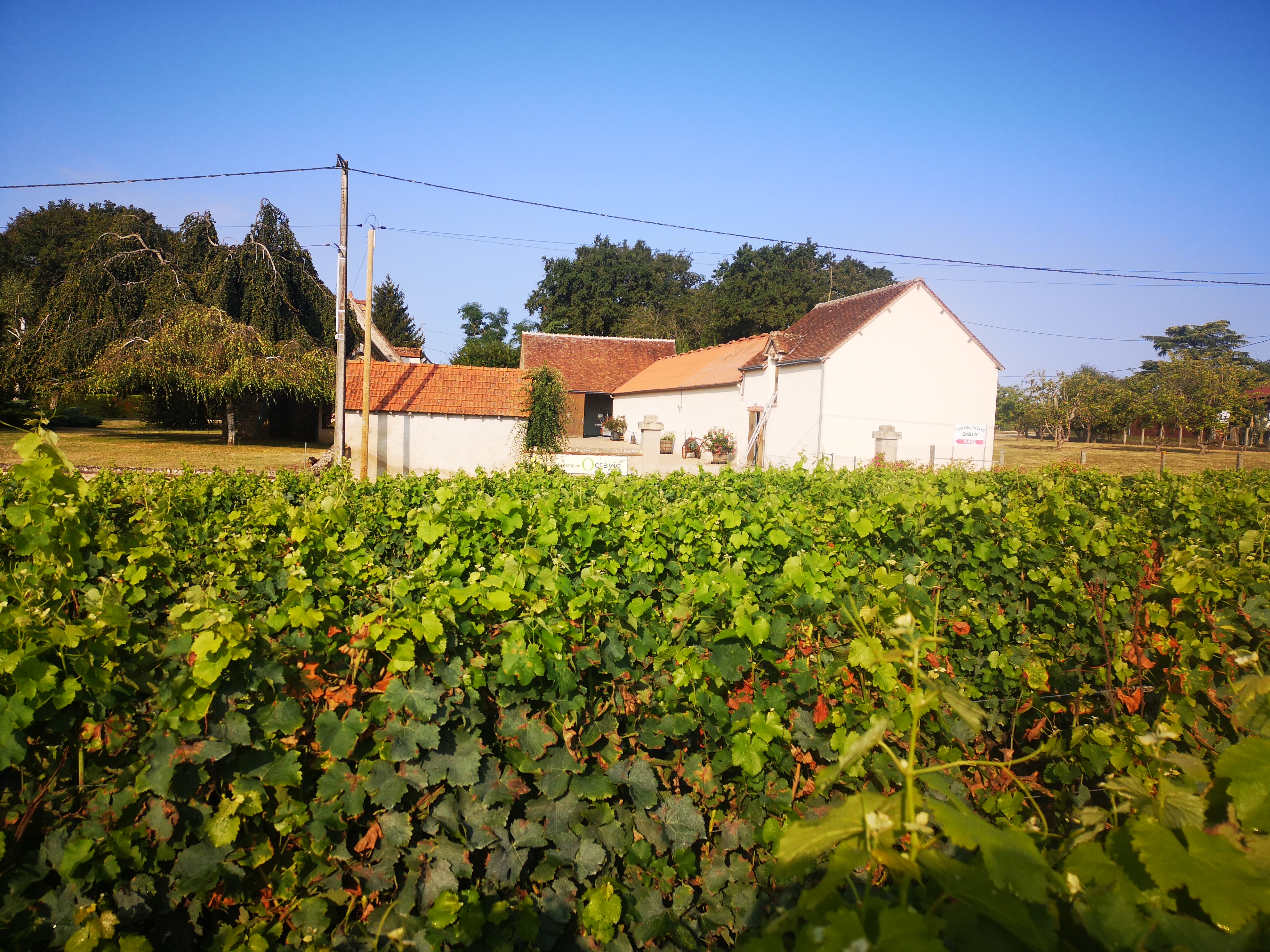 Illustration de l’exploitation DOMAINE OCTAVIE