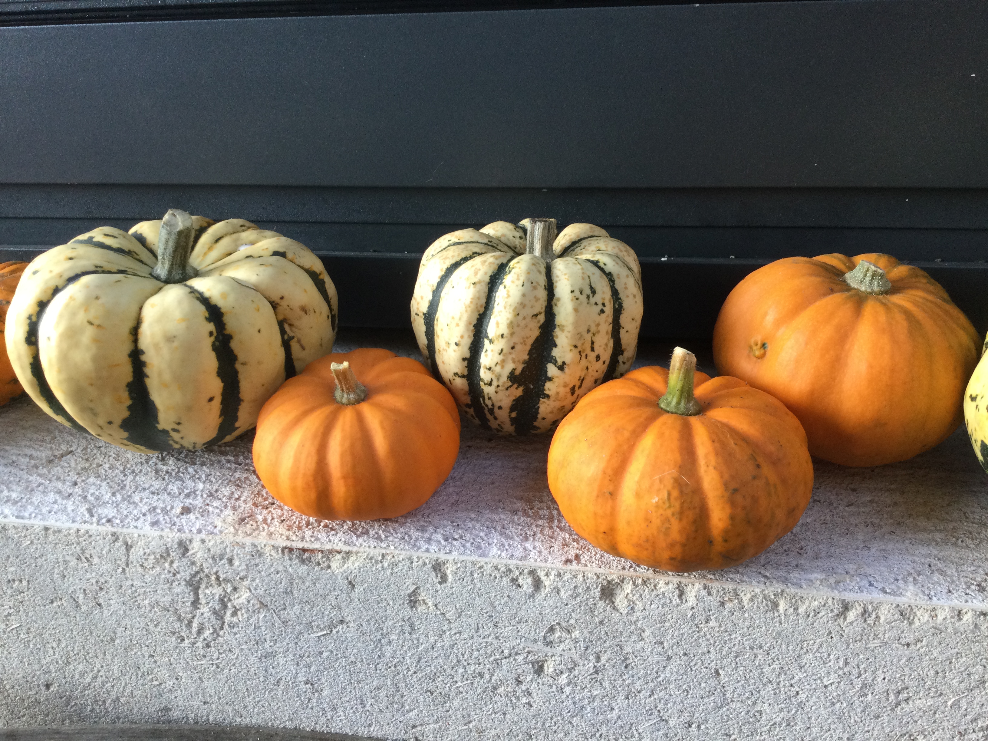 Illustration de l’exploitation Les Jardins de la Coccinelle